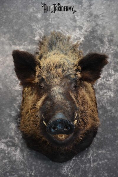 XXL Russian Boar taxidermy shoulder mount for sale SKU 1666