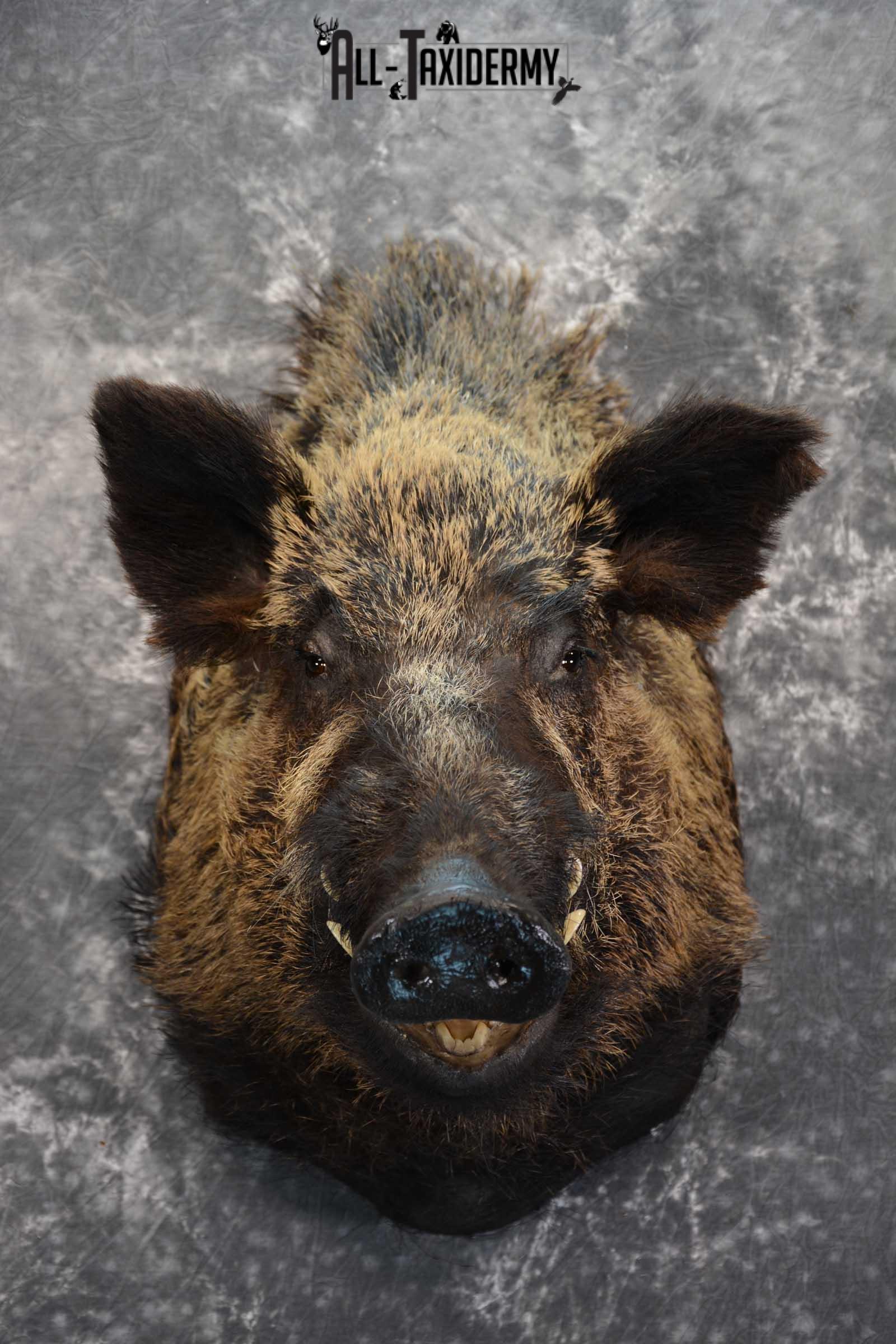 XXL Russian Boar taxidermy shoulder mount for sale SKU 1666