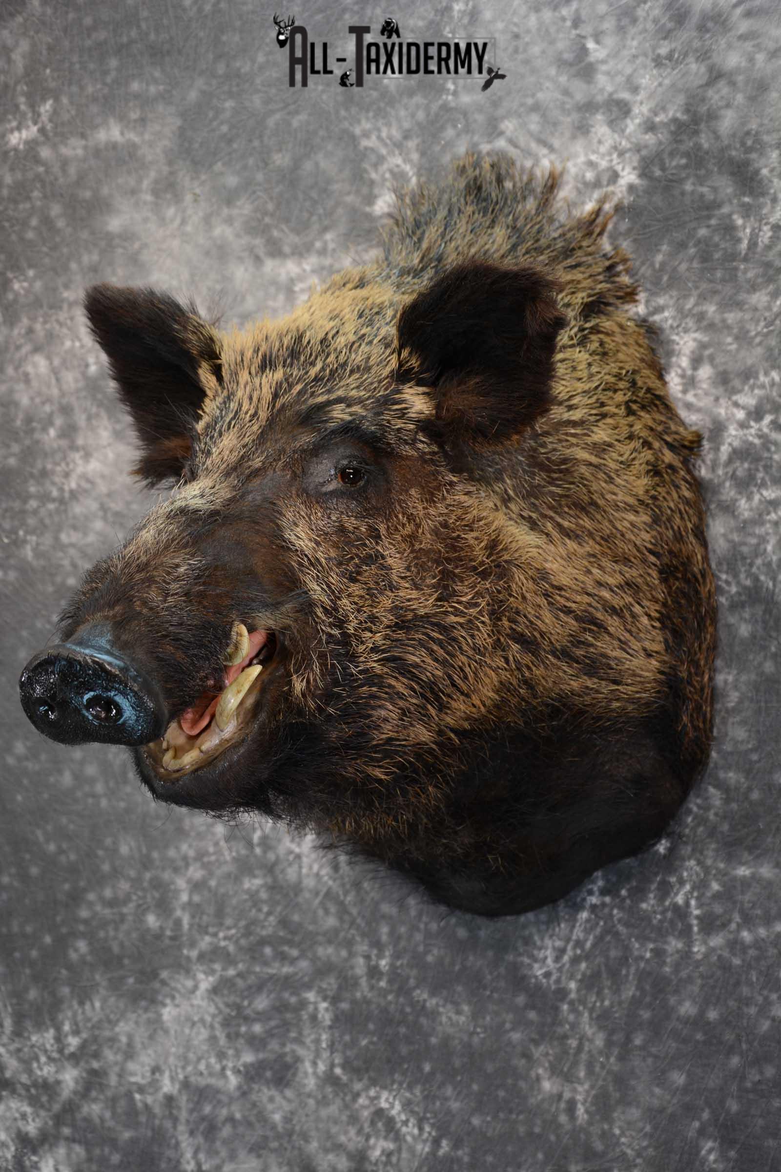 XXL Russian Boar taxidermy shoulder mount for sale SKU 1666 - Image 7