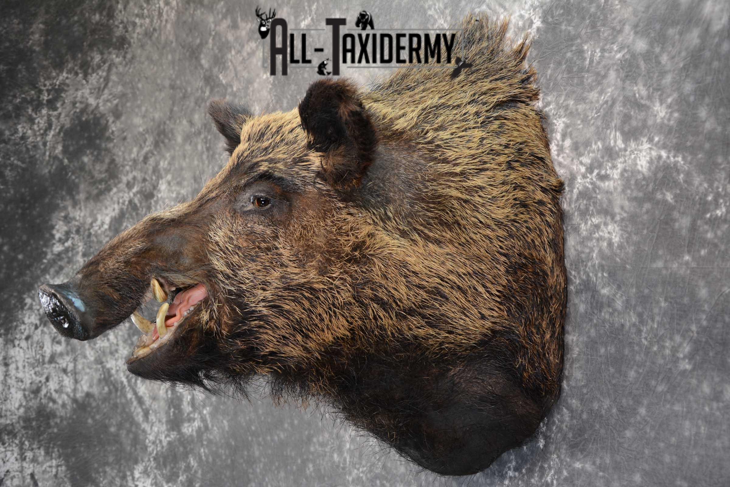 XXL Russian Boar taxidermy shoulder mount for sale SKU 1666 - Image 6