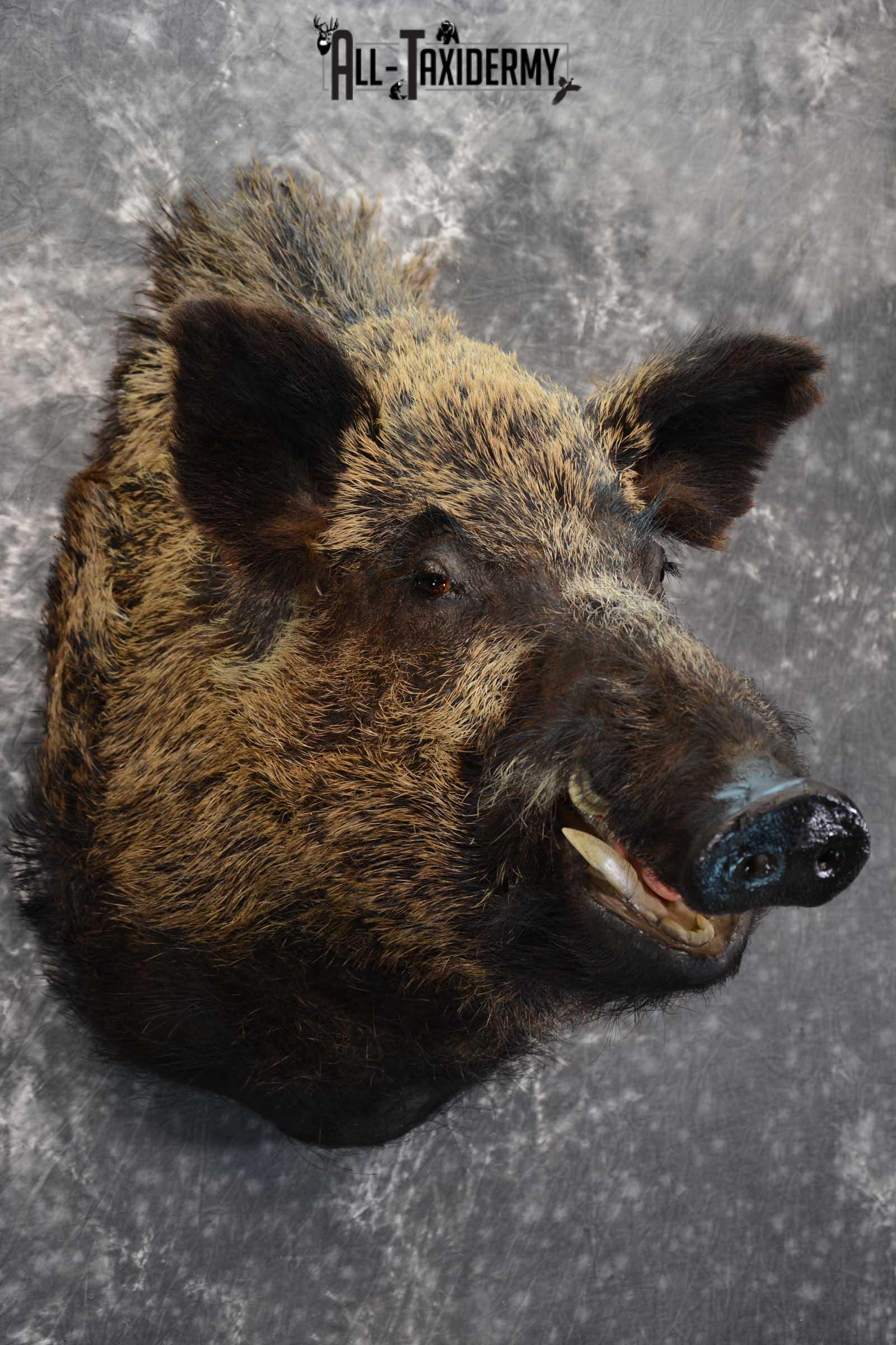 XXL Russian Boar taxidermy shoulder mount for sale SKU 1666 - Image 5