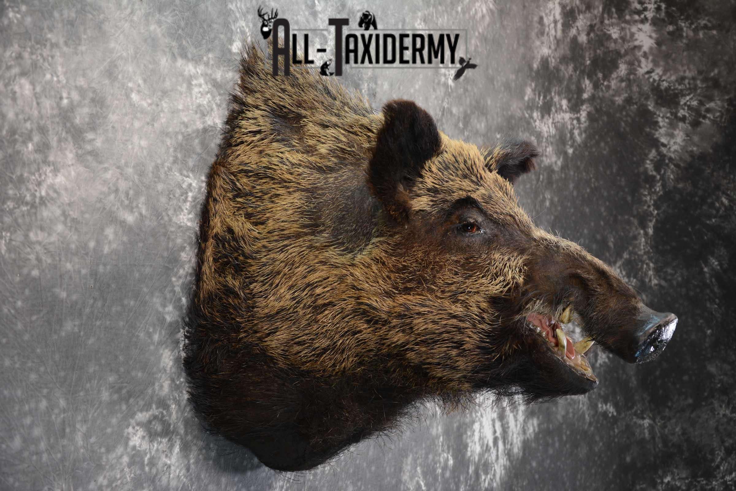 XXL Russian Boar taxidermy shoulder mount for sale SKU 1666 - Image 4