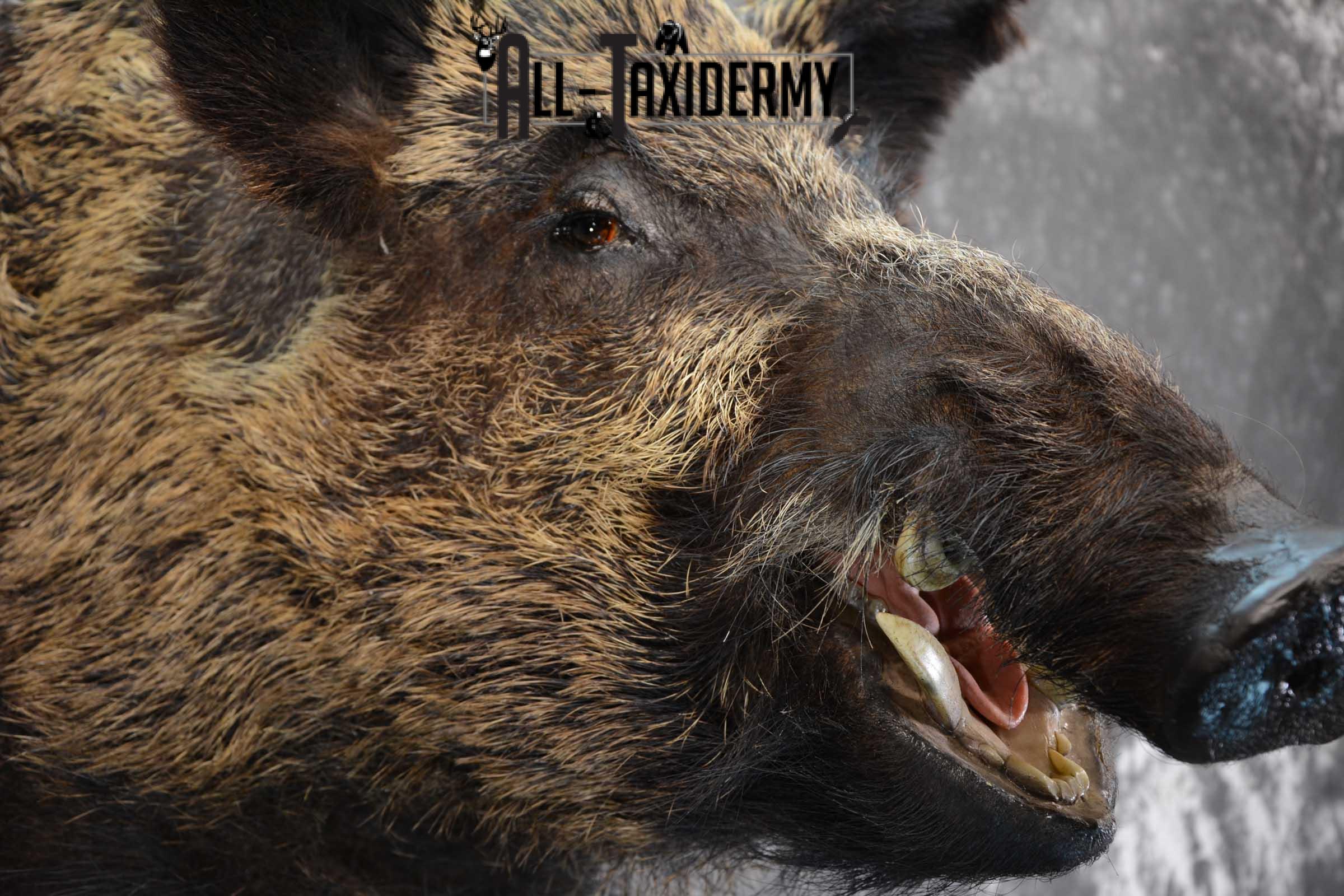 XXL Russian Boar taxidermy shoulder mount for sale SKU 1666 - Image 3