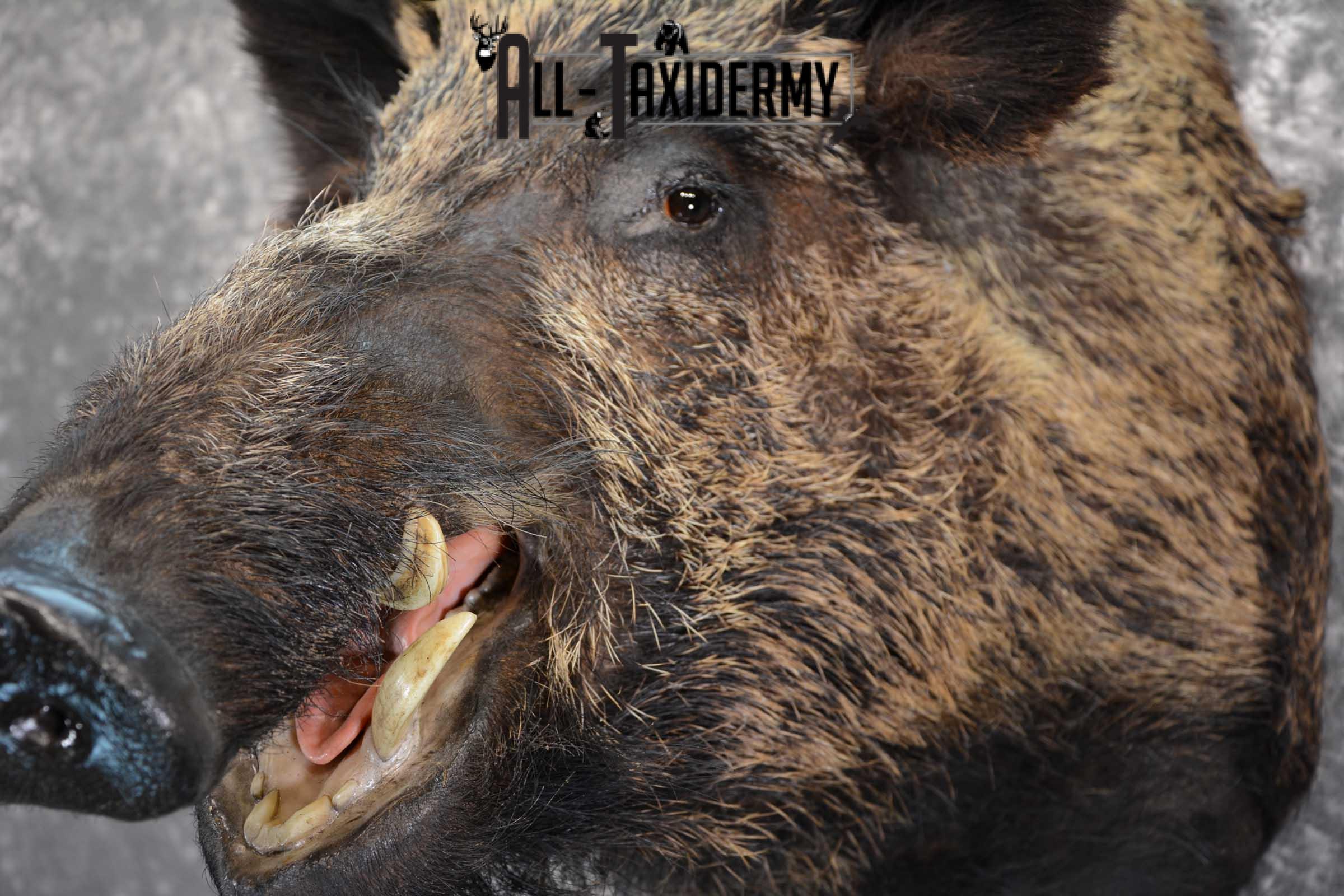 XXL Russian Boar taxidermy shoulder mount for sale SKU 1666 - Image 2