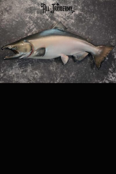 SKU 1669 King (Chinook) Reproduction Salmon taxidermy mount 50″ Length