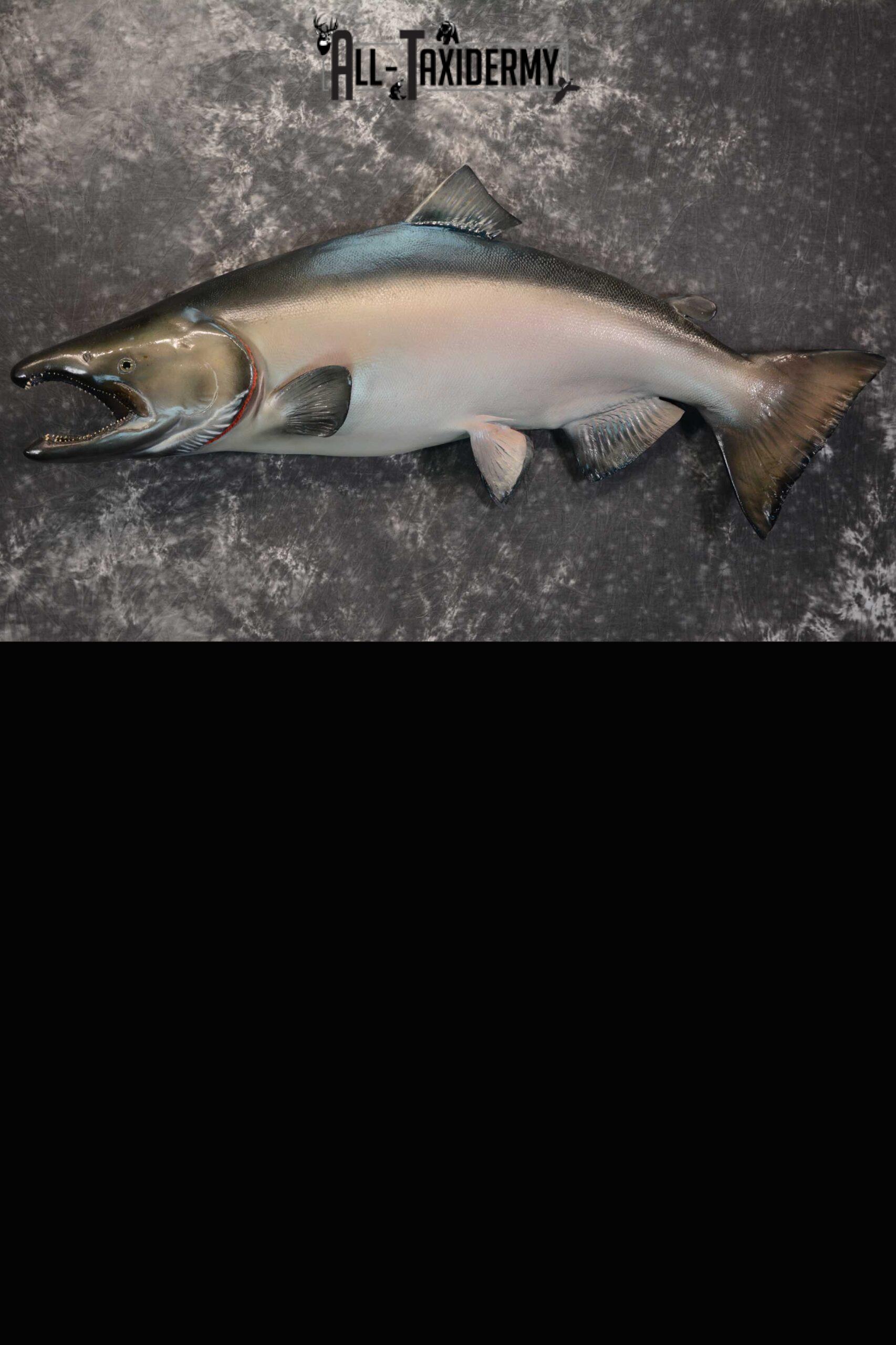 SKU 1669 King (Chinook) Reproduction Salmon taxidermy mount 50″ Length