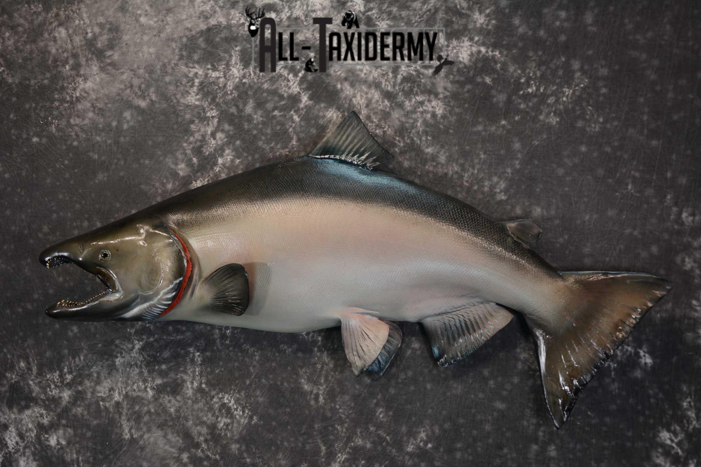 SKU 1669 King (Chinook) Reproduction Salmon taxidermy mount 50″ Length - Image 5