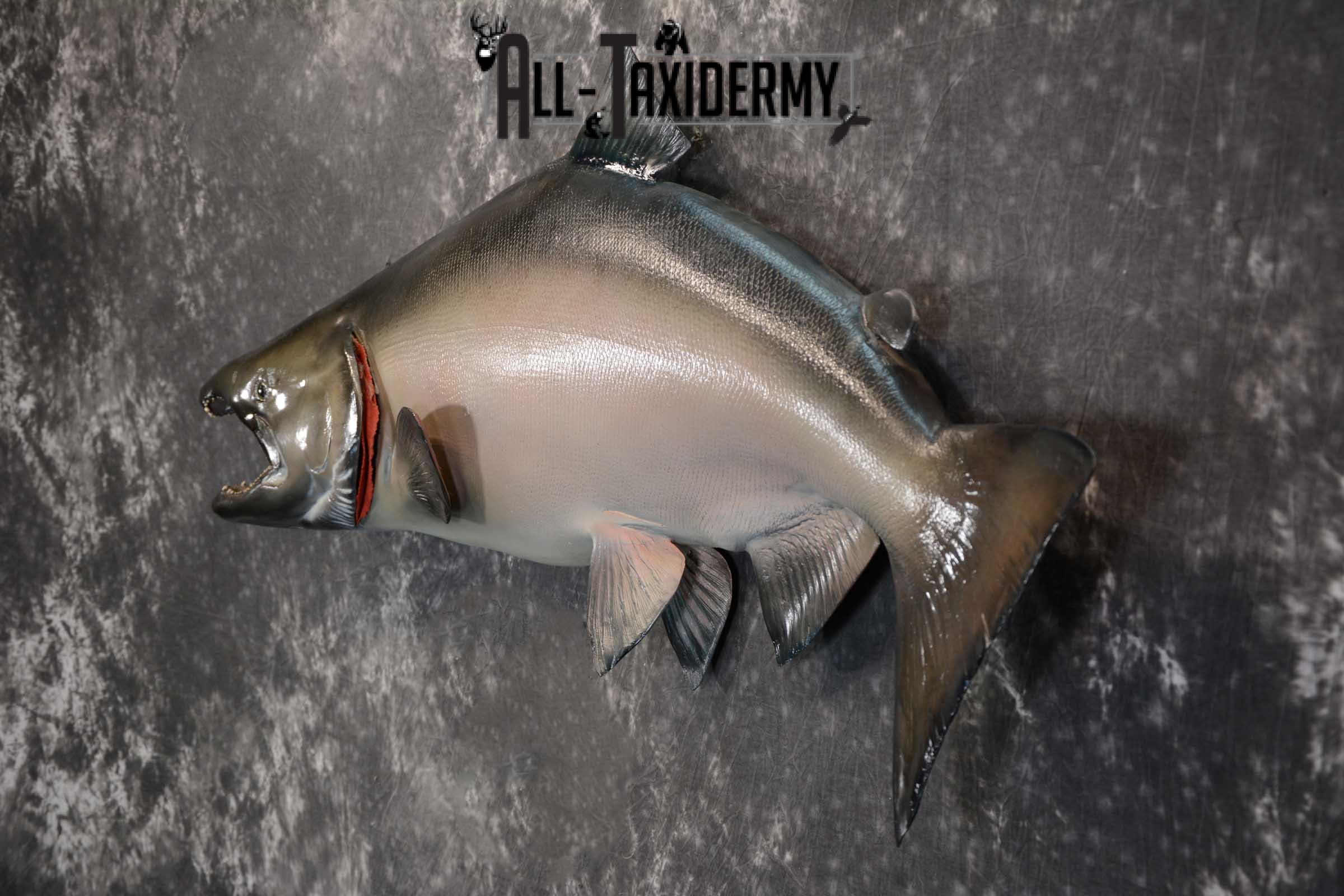 SKU 1669 King (Chinook) Reproduction Salmon taxidermy mount 50″ Length - Image 4