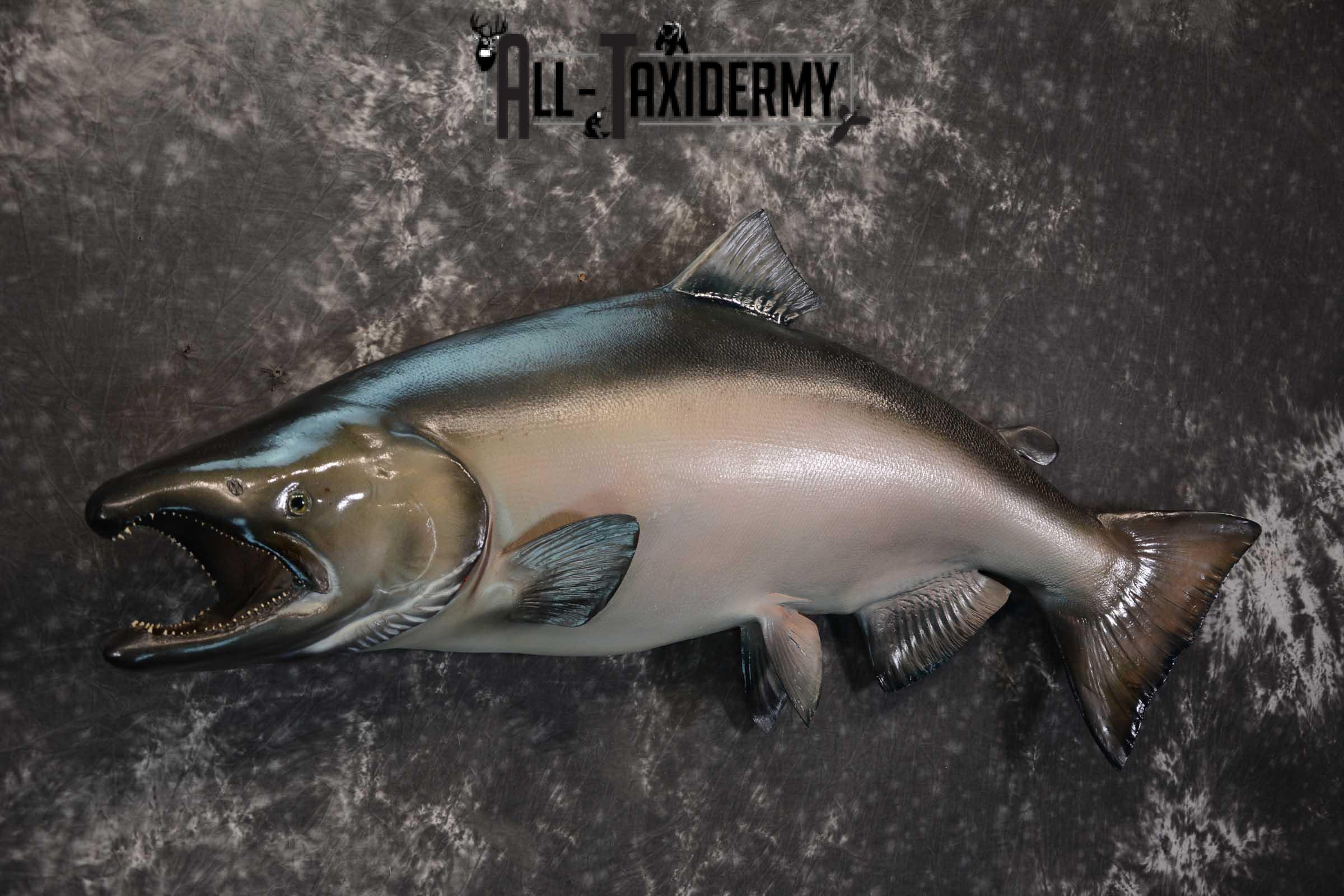 SKU 1669 King (Chinook) Reproduction Salmon taxidermy mount 50″ Length - Image 3
