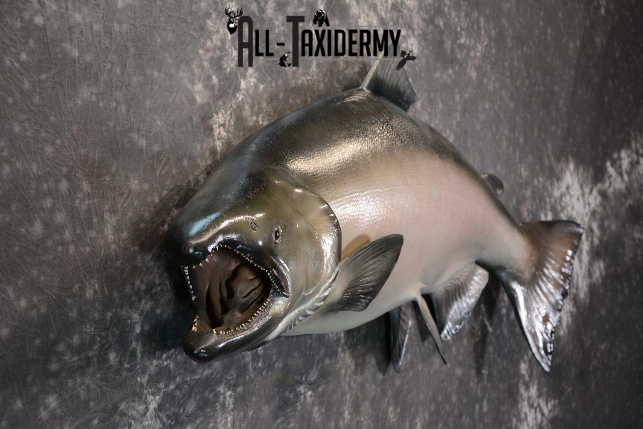 SKU 1669 King (Chinook) Reproduction Salmon taxidermy mount 50″ Length