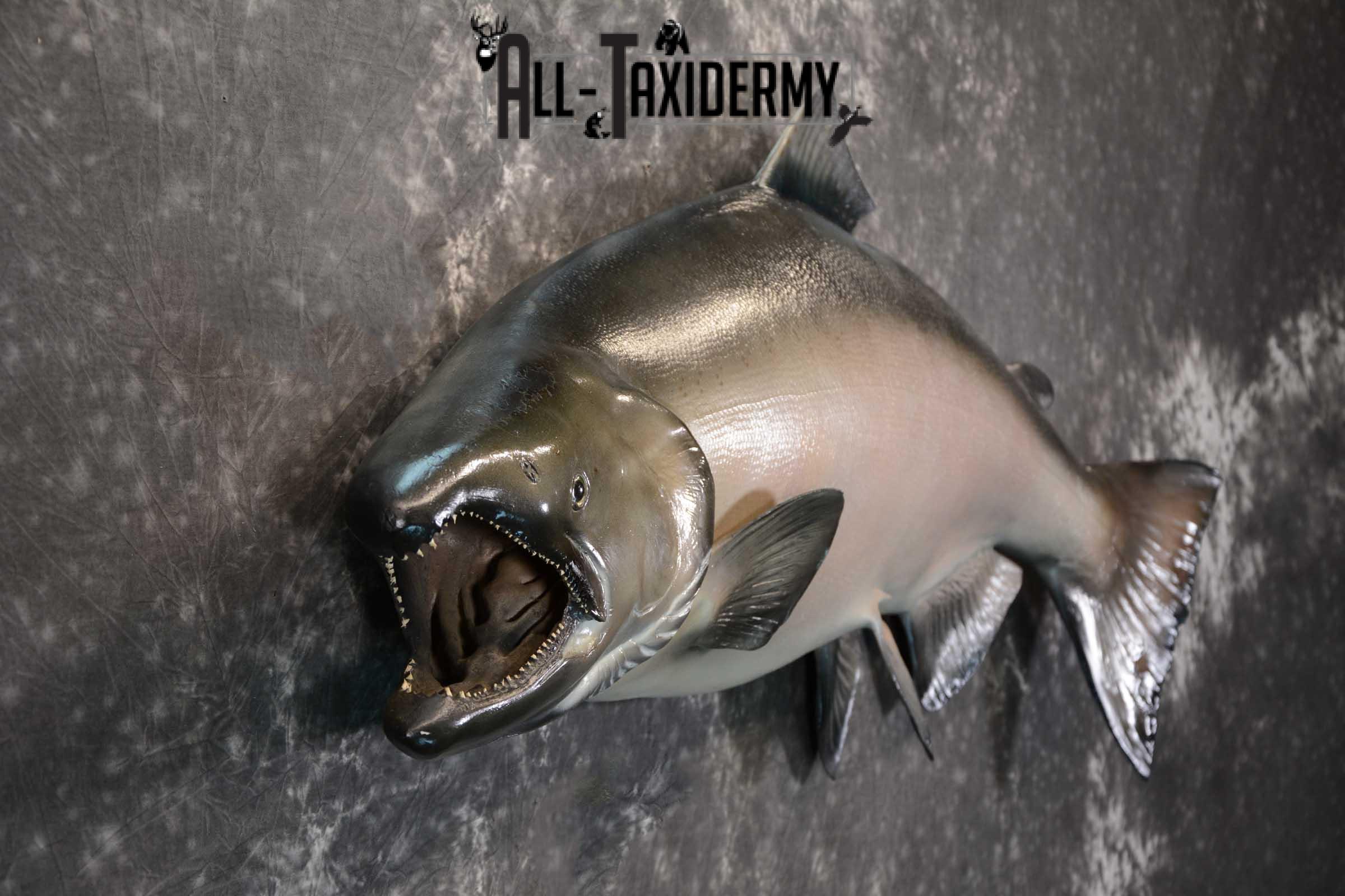 SKU 1669 King (Chinook) Reproduction Salmon taxidermy mount 50″ Length - Image 2