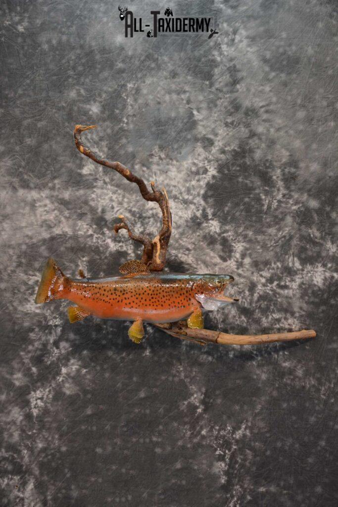 Brook trout skin taxidermy mount SKU 1670 All Taxidermy