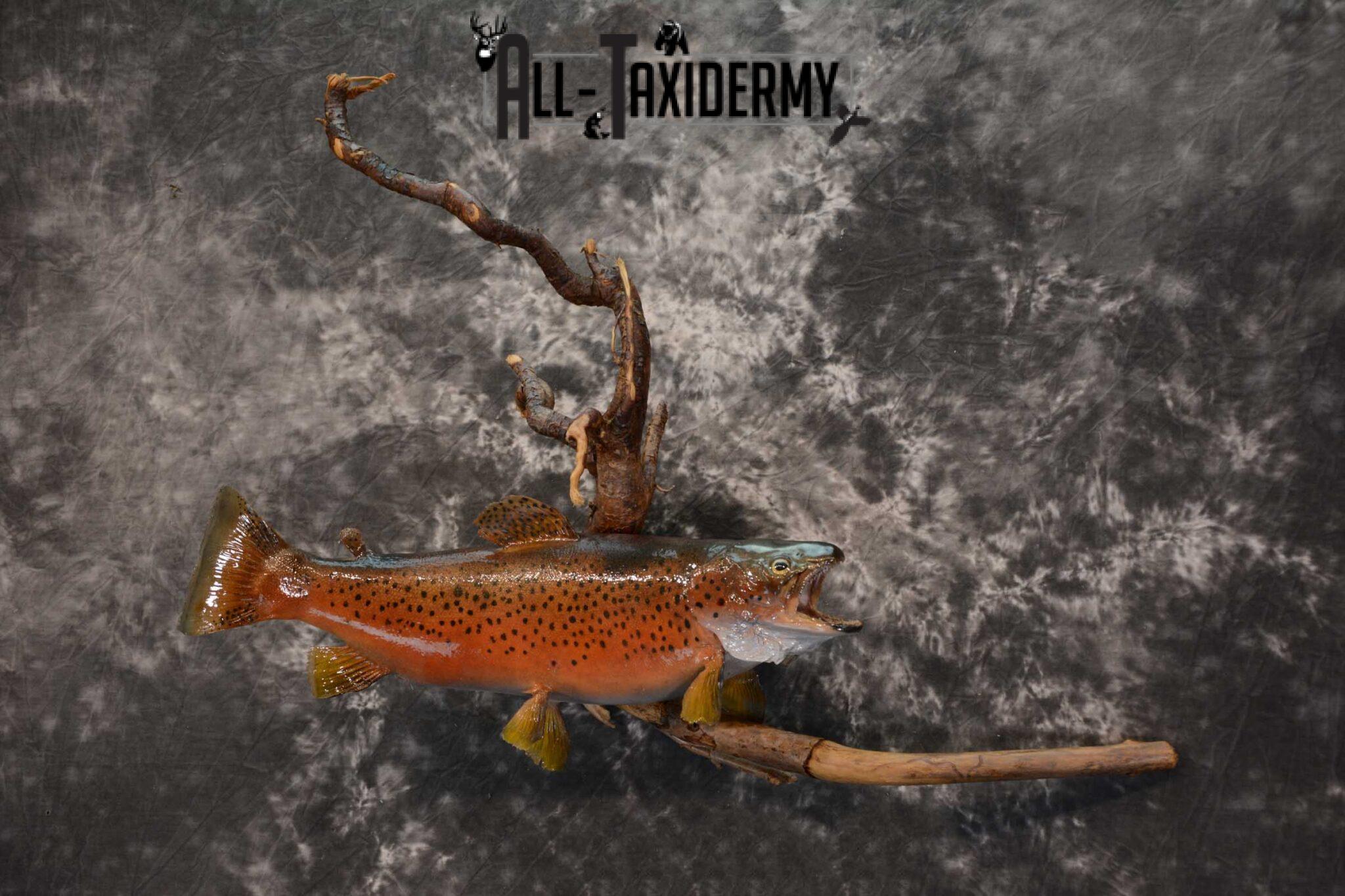 Brook trout skin taxidermy mount SKU 1670 All Taxidermy