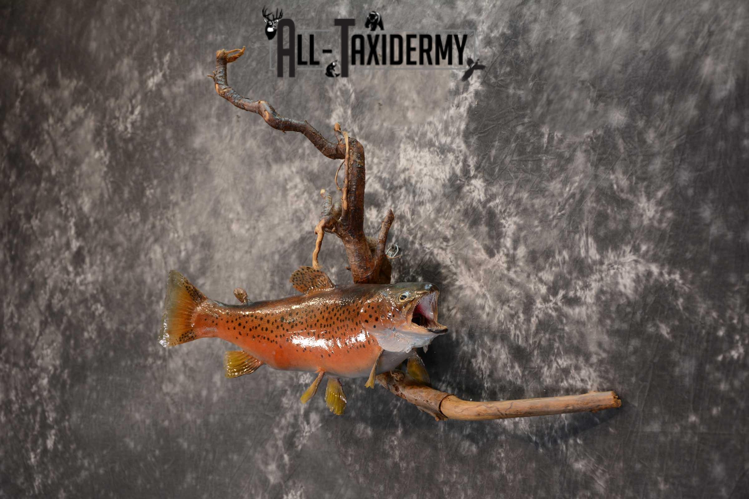 Brook trout skin taxidermy mount SKU 1670 - Image 4