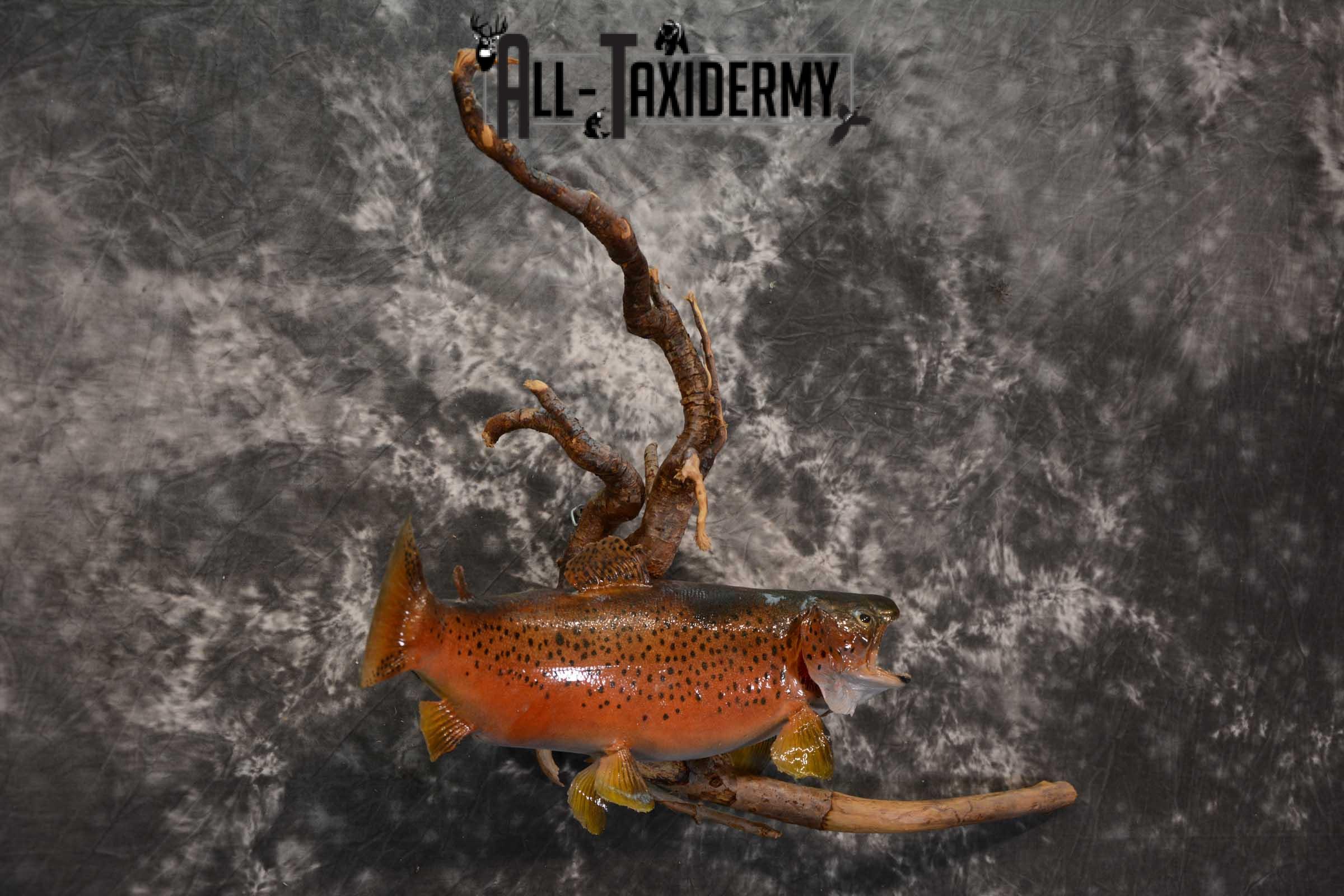 Brook trout skin taxidermy mount SKU 1670 - Image 3