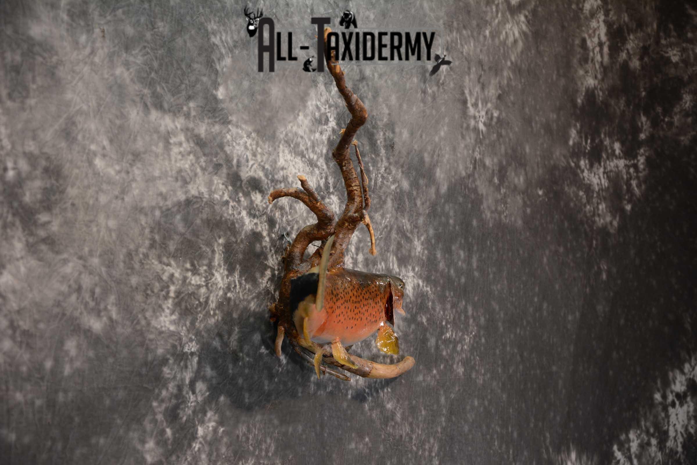 Brook trout skin taxidermy mount SKU 1670 - Image 2