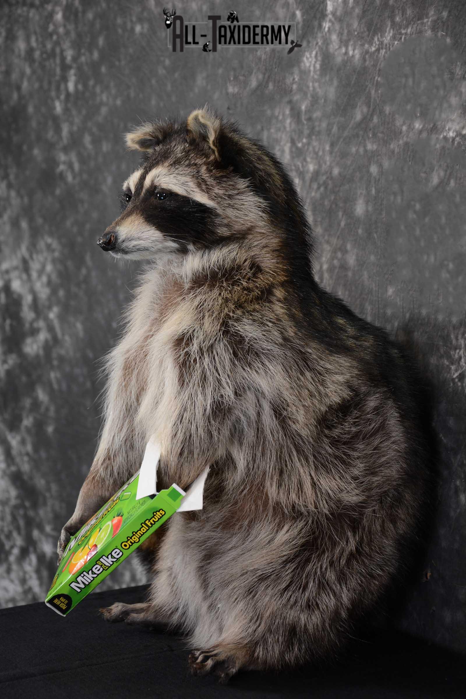 Raccoon with Mike and Ike's Candy full body taxidermy mount for sale SKU 1628 - Image 4