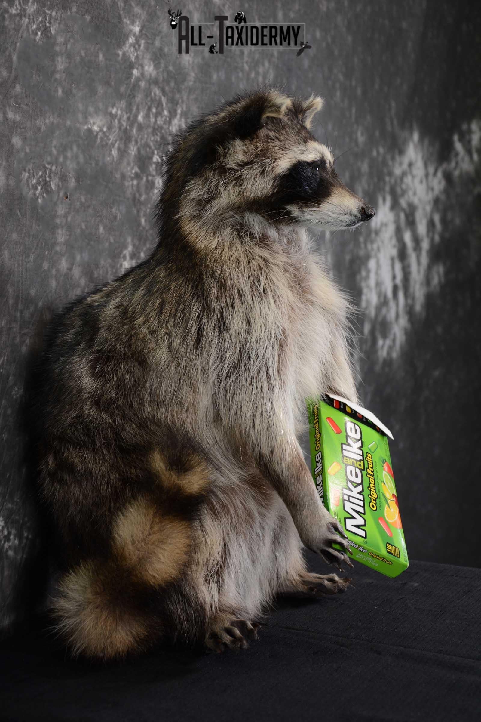 Raccoon with Mike and Ike's Candy full body taxidermy mount for sale SKU 1628 - Image 2