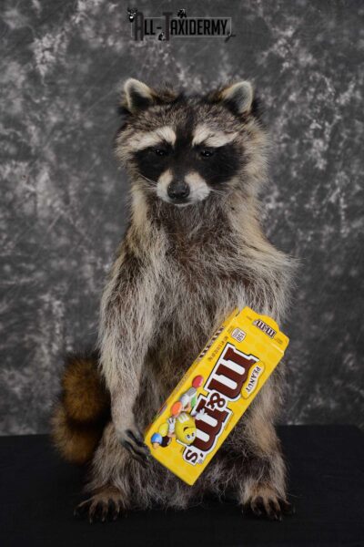 Raccoon with M&M Candy full body taxidermy mount for sale SKU 1629