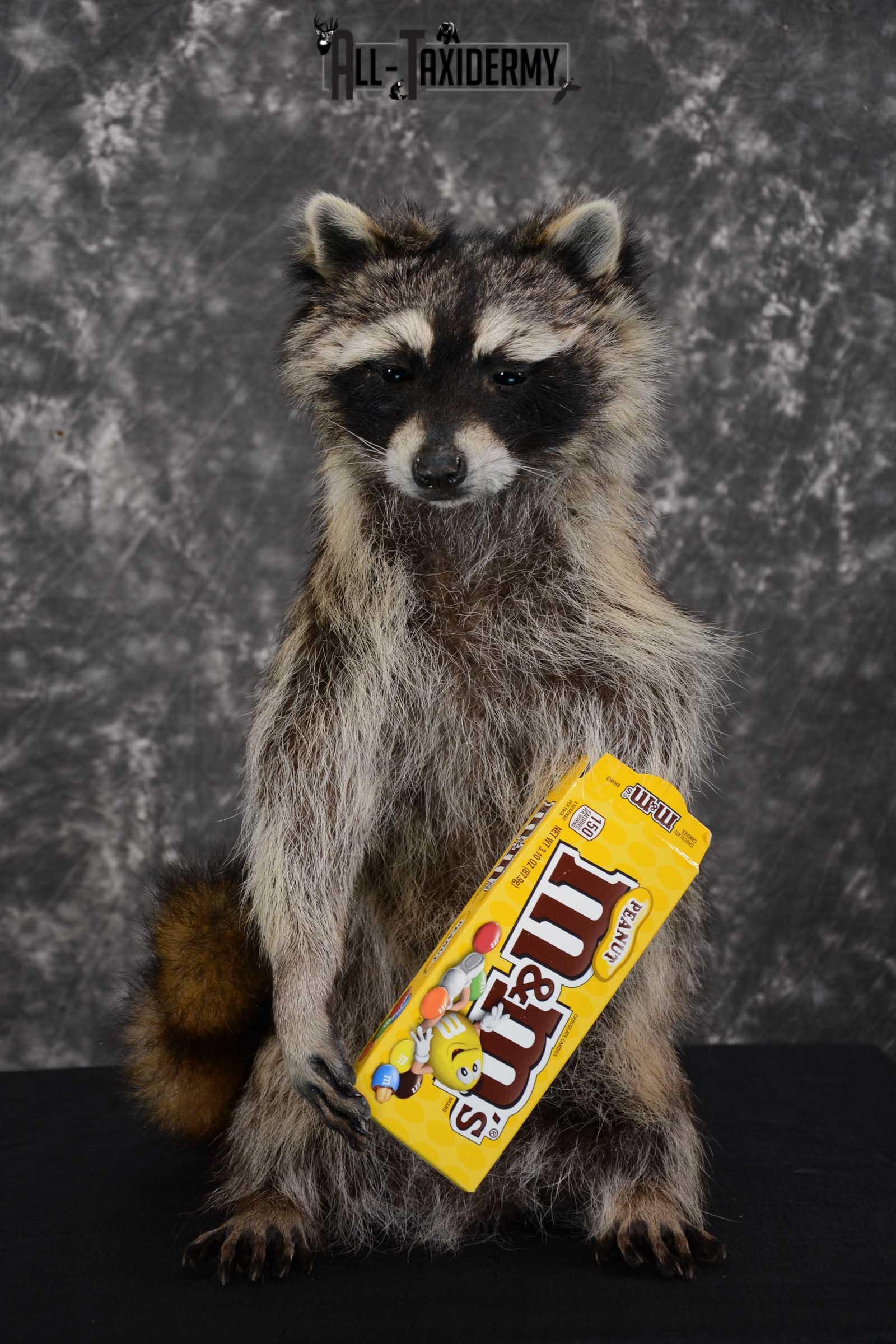 Raccoon with M&M Candy full body taxidermy mount for sale SKU 1629