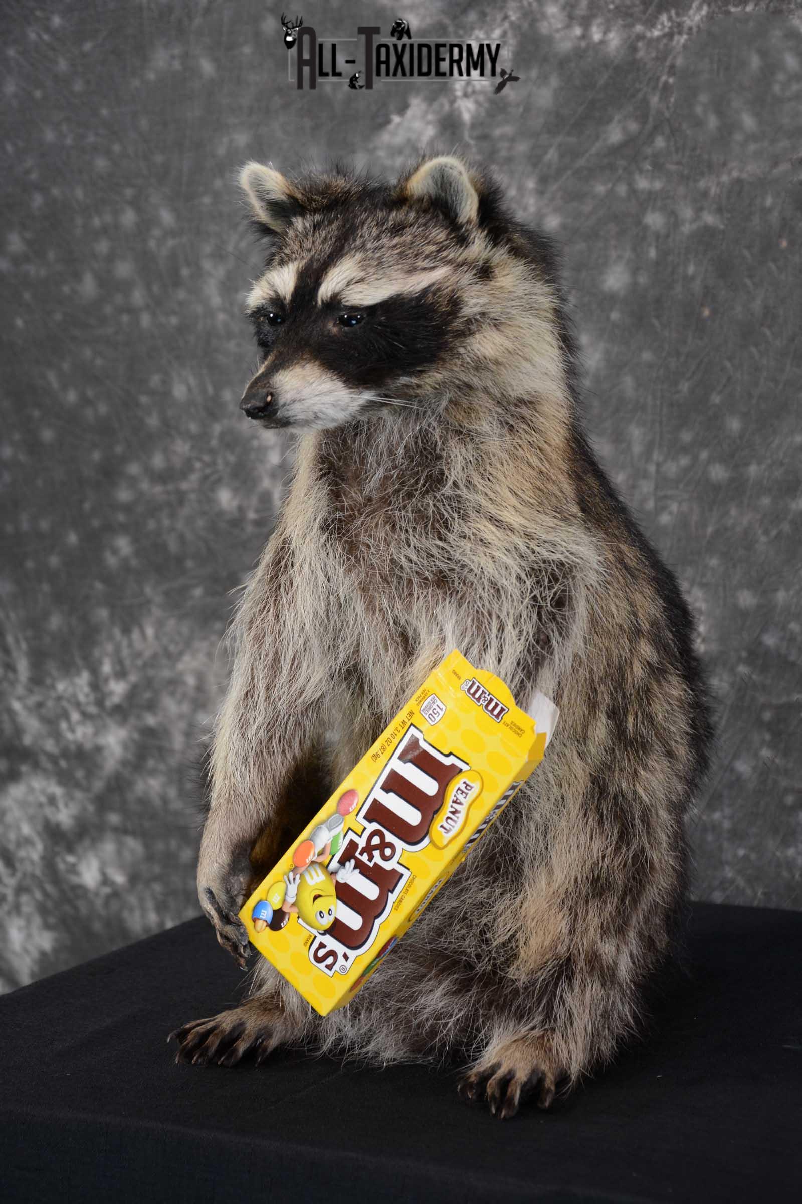 Raccoon with M&M Candy full body taxidermy mount for sale SKU 1629 - Image 5