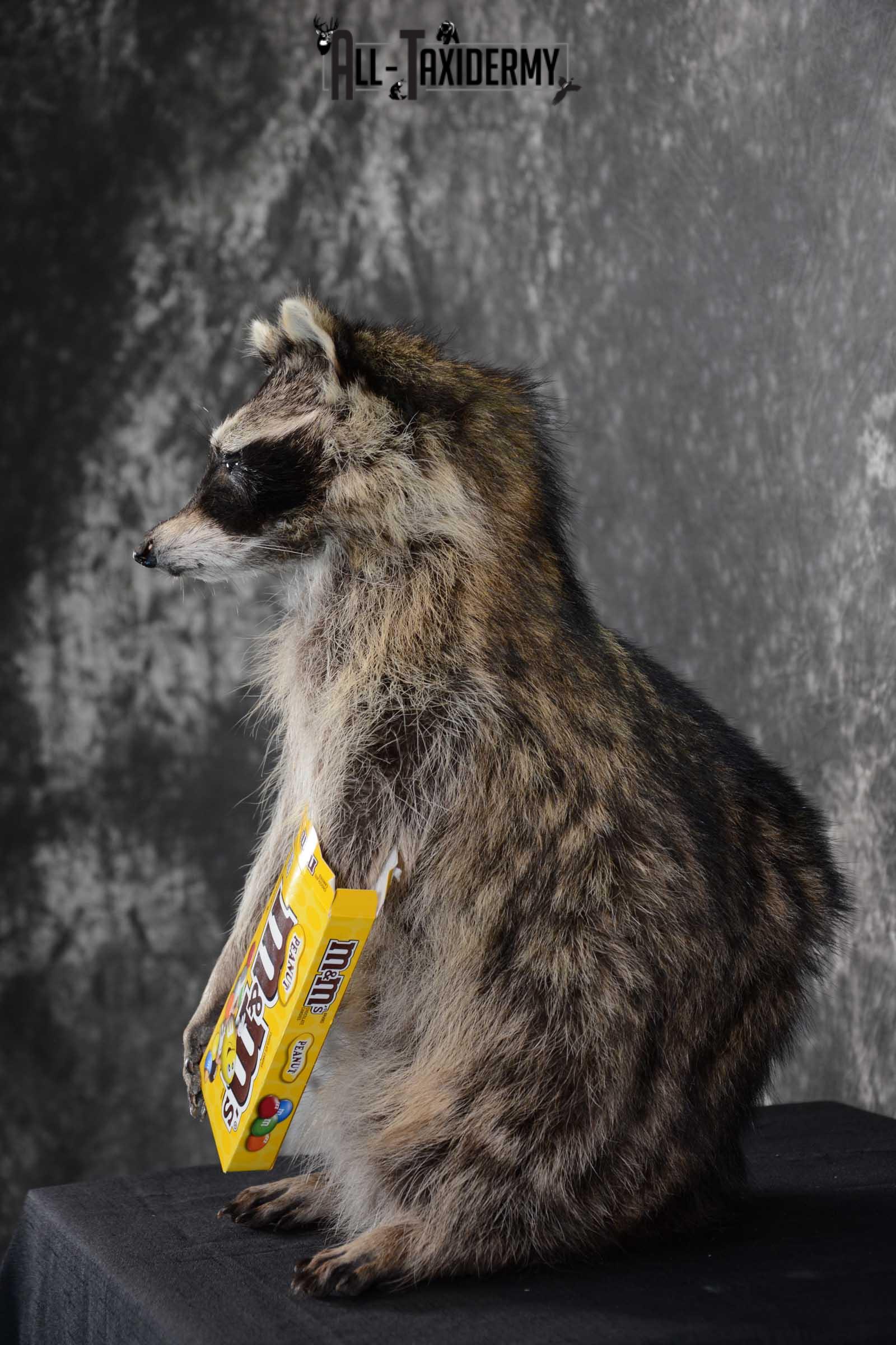 Raccoon with M&M Candy full body taxidermy mount for sale SKU 1629 - Image 4