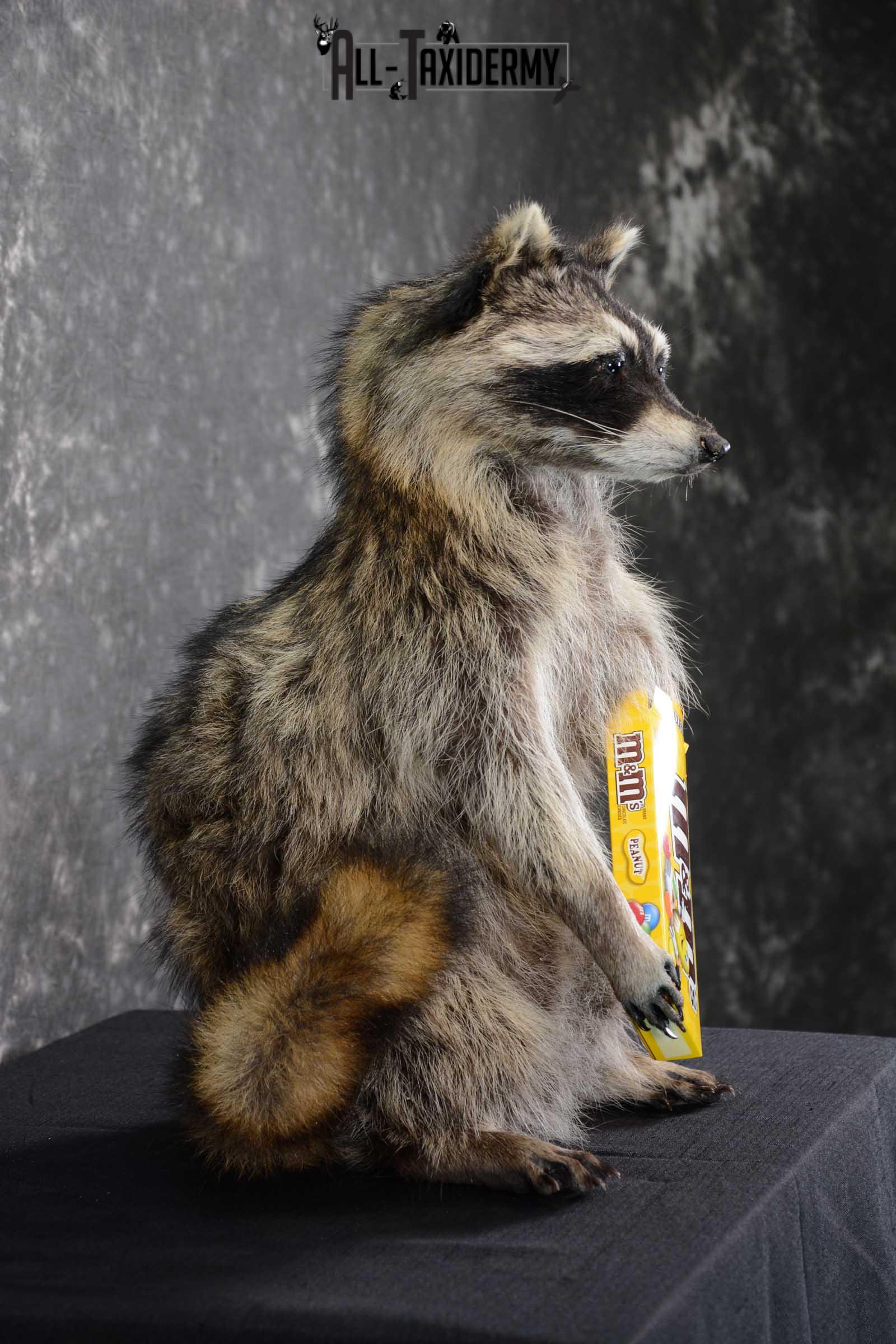 Raccoon with M&M Candy full body taxidermy mount for sale SKU 1629 - Image 2