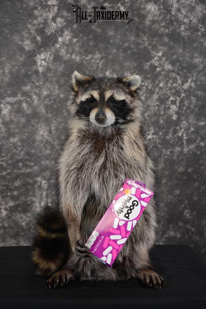 Life Size Racoon Raccoon with Good and Plenty Candy life size taxidermy mount for sale ...