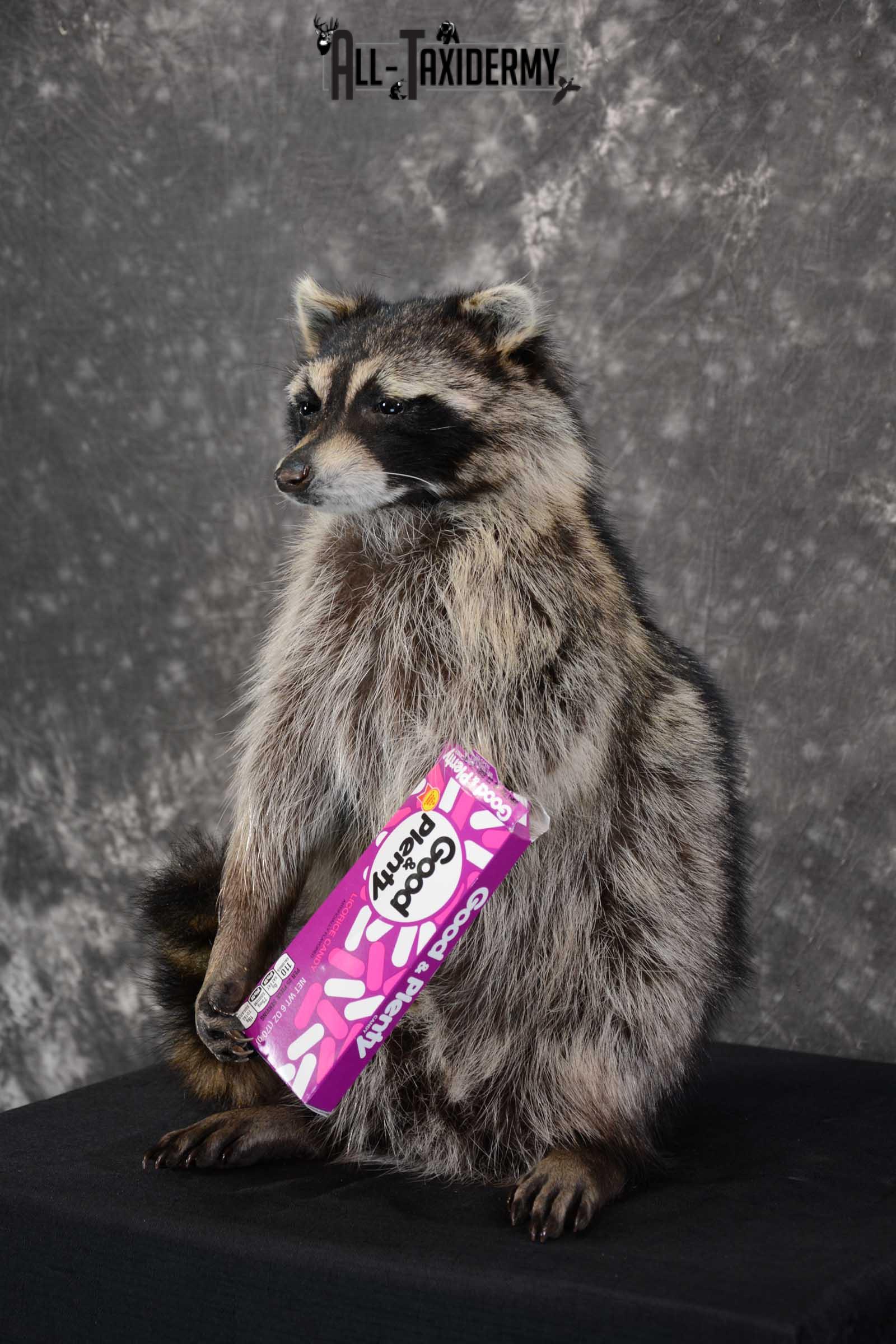 Raccoon with Good and Plenty Candy life size taxidermy mount for sale SKU 1630 - Image 5