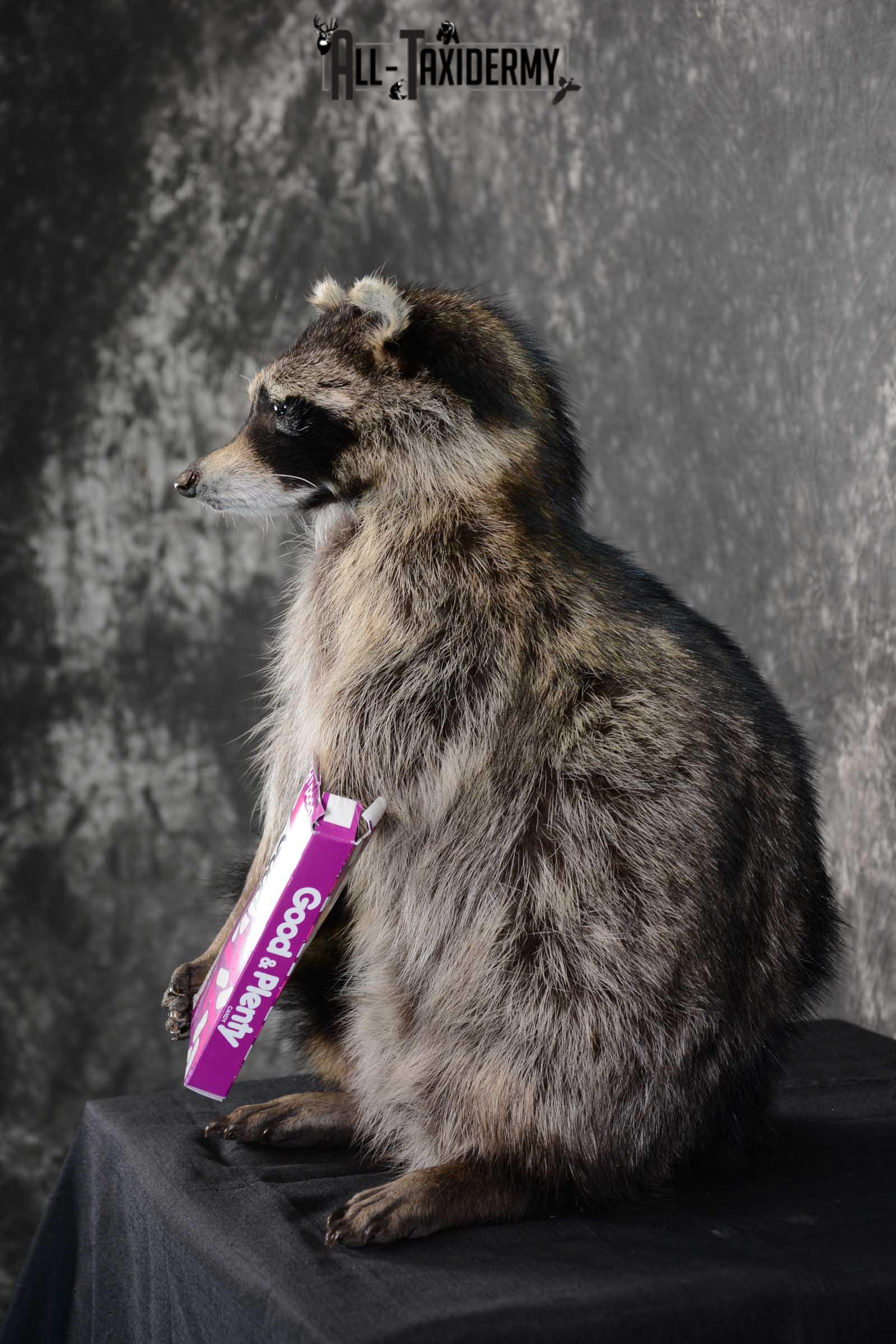 Raccoon with Good and Plenty Candy life size taxidermy mount for sale SKU 1630 - Image 4