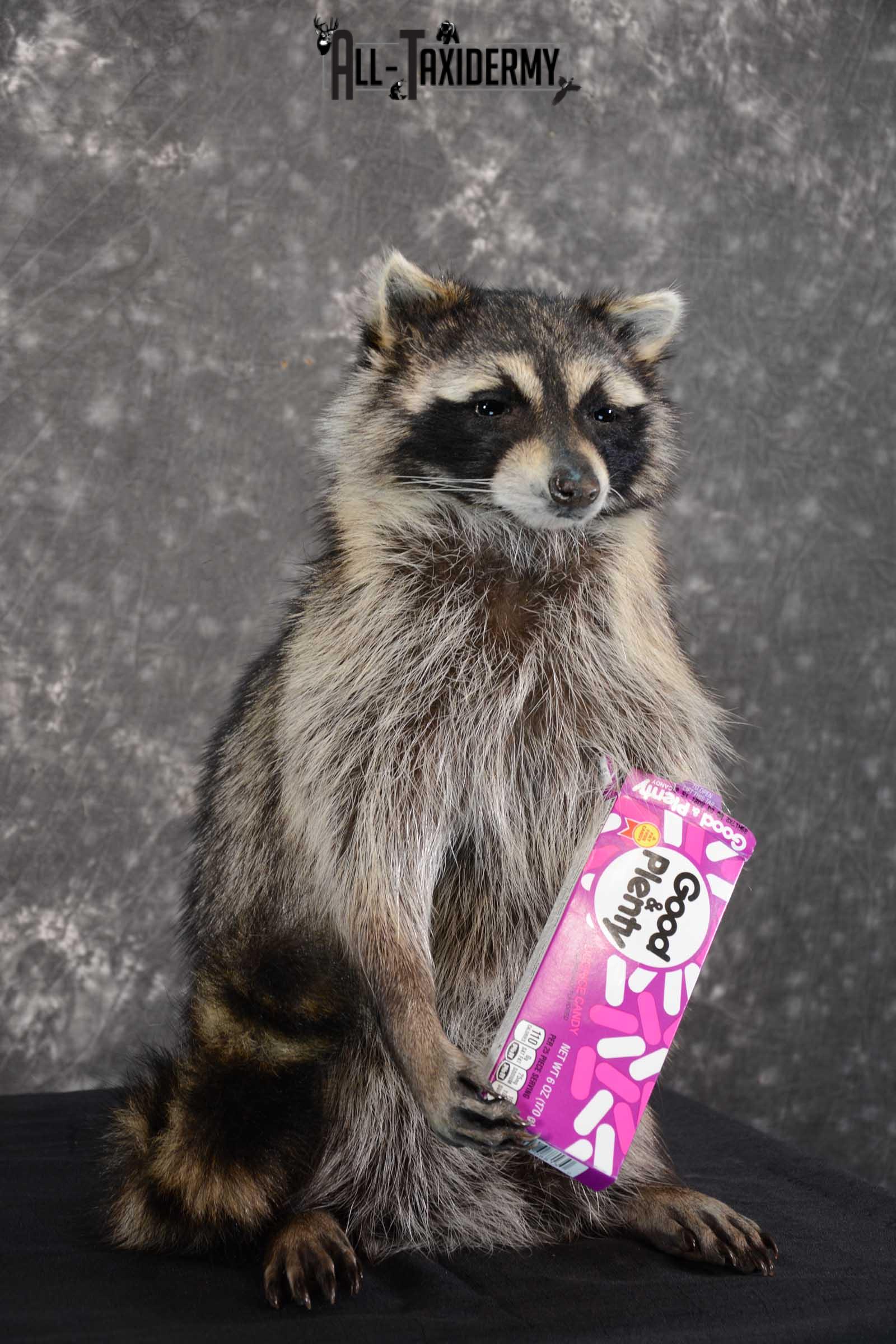 Raccoon with Good and Plenty Candy life size taxidermy mount for sale SKU 1630 - Image 3