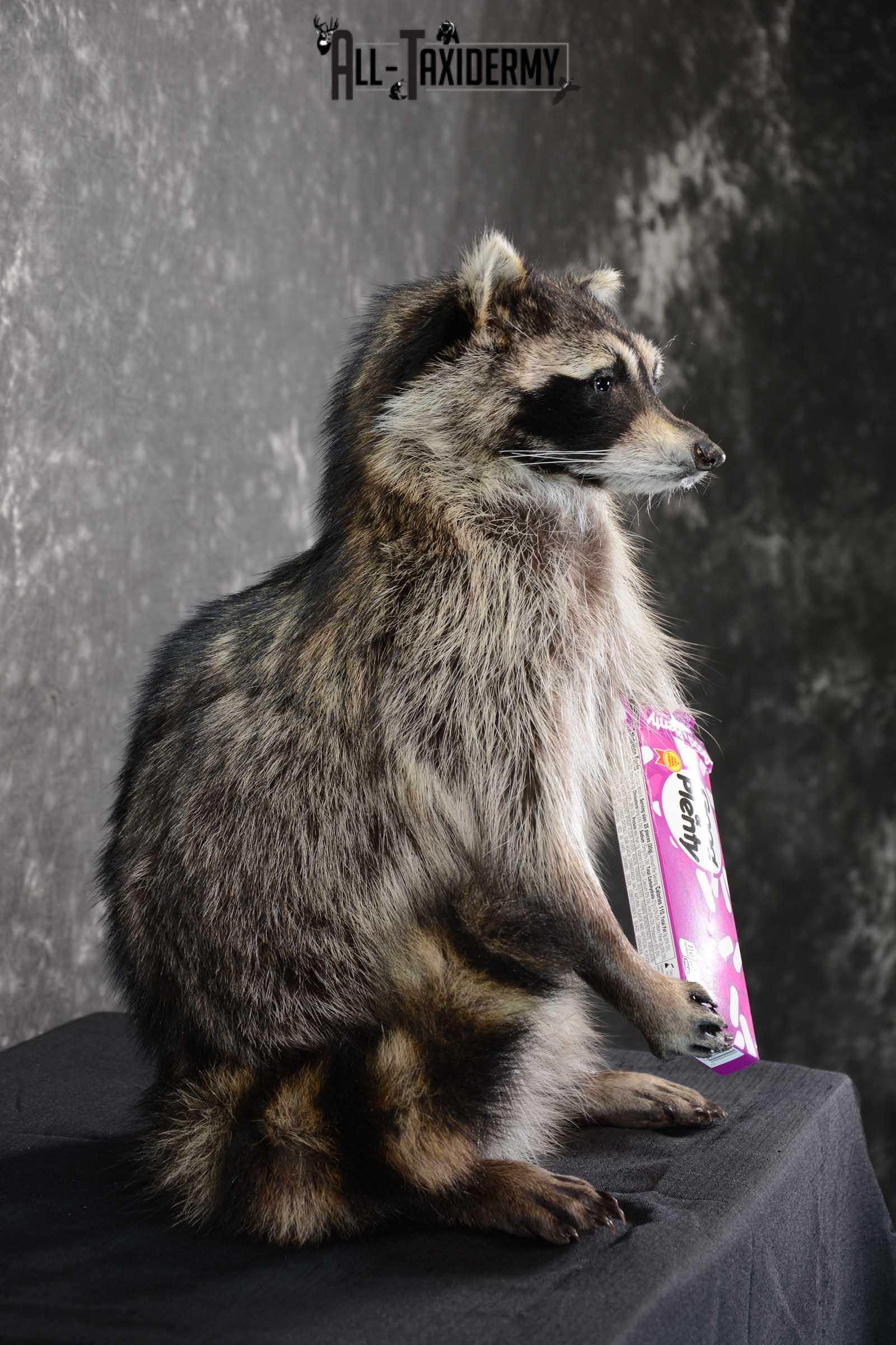 Raccoon with Good and Plenty Candy life size taxidermy mount for sale SKU 1630 - Image 2