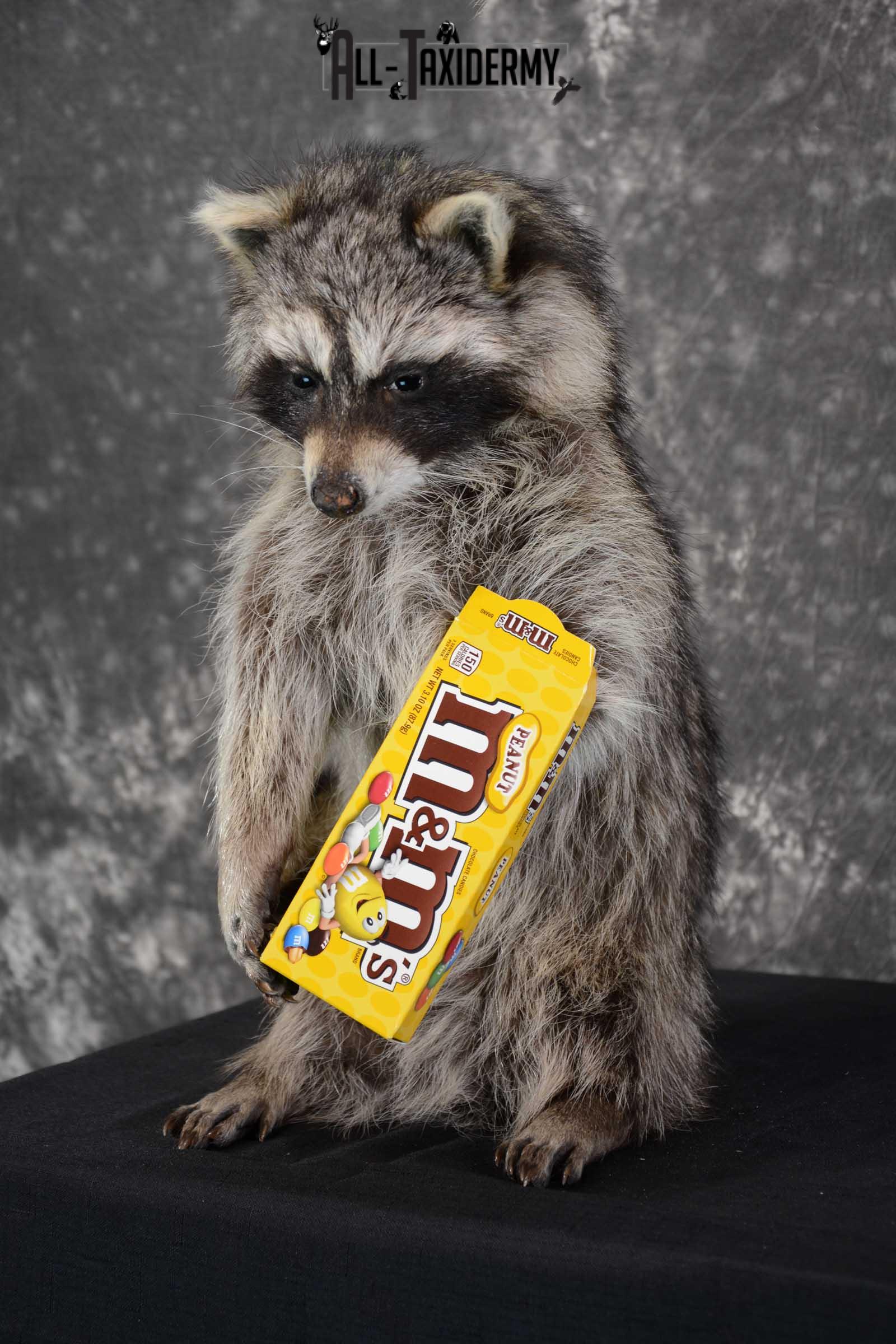 Raccoon with M&M candy life size taxidermy mount for sale SKU 1631 - Image 5