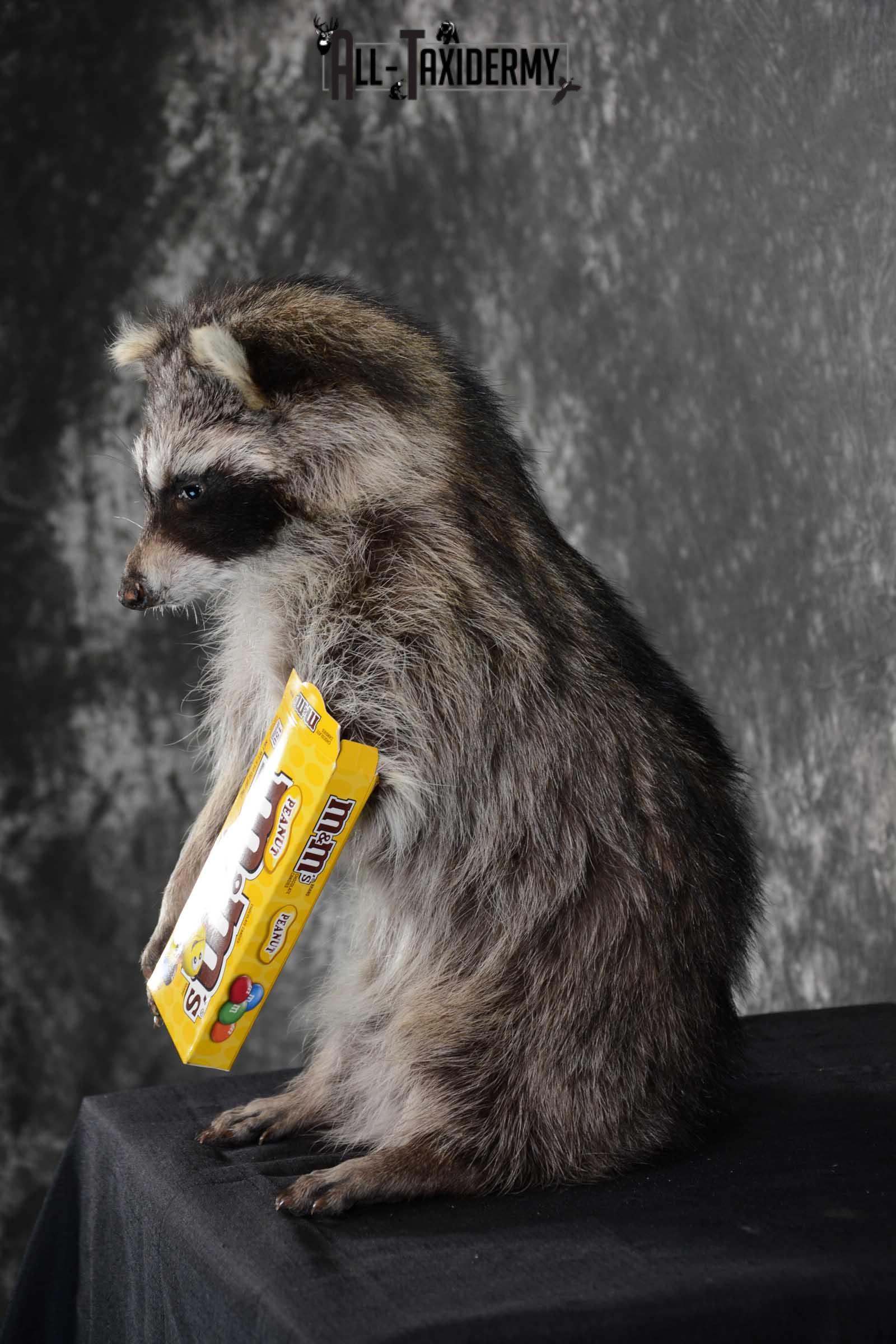 Raccoon with M&M candy life size taxidermy mount for sale SKU 1631 - Image 4