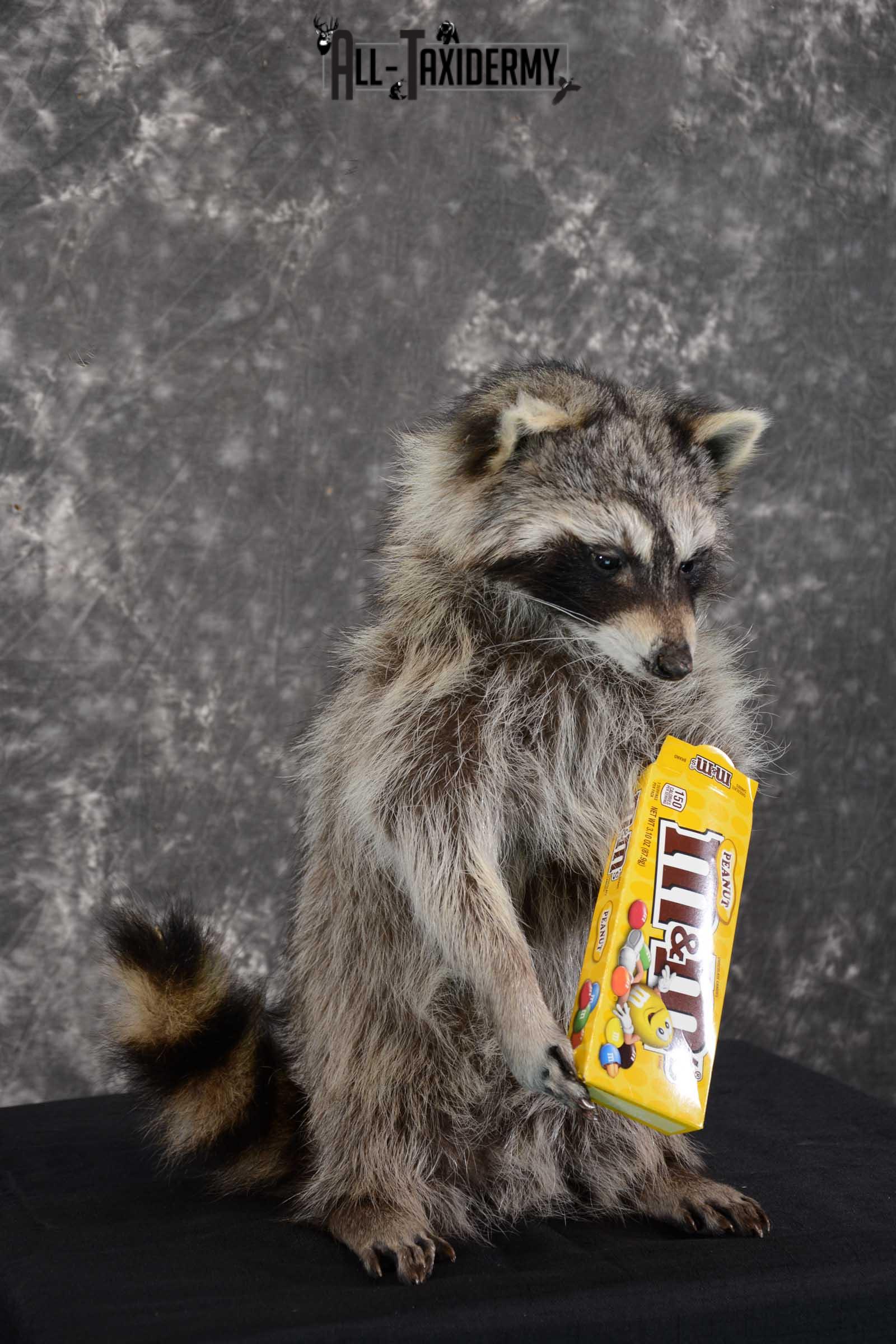 Raccoon with M&M candy life size taxidermy mount for sale SKU 1631 - Image 3