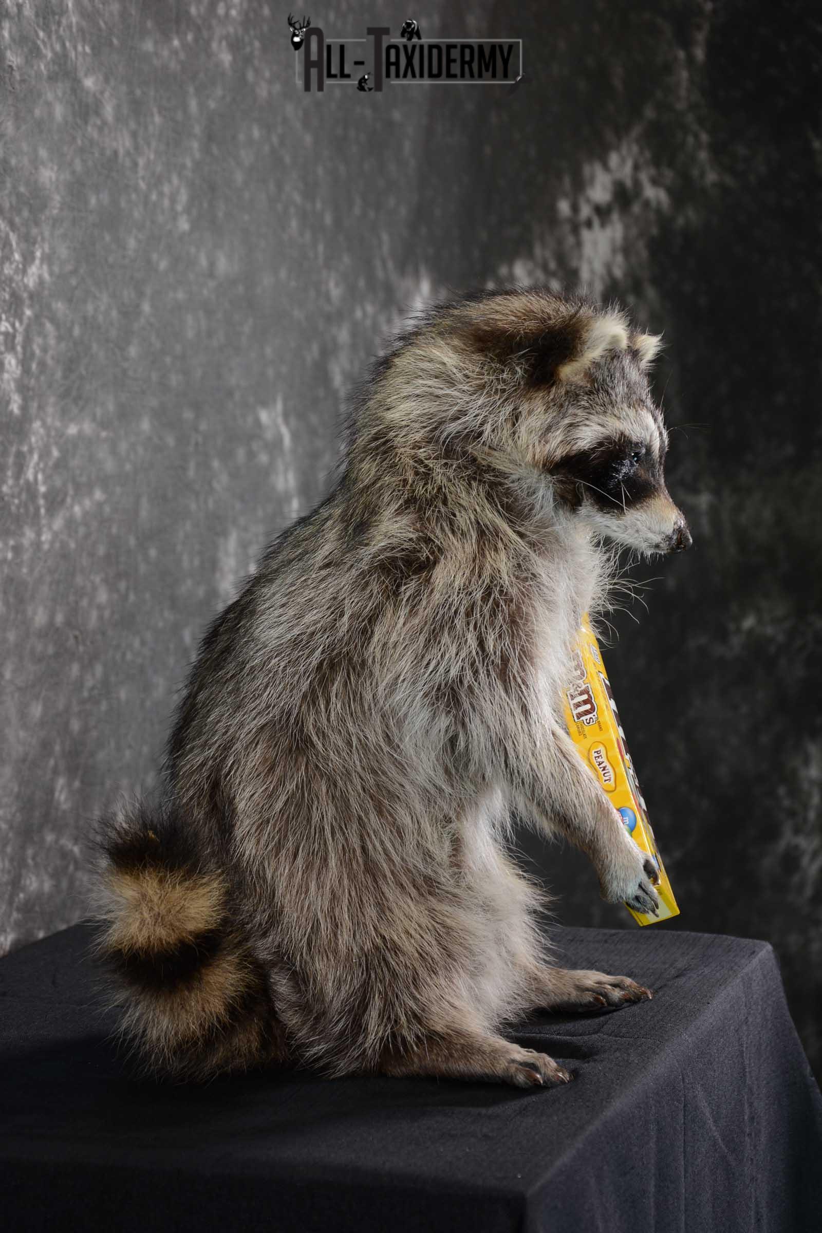 Raccoon with M&M candy life size taxidermy mount for sale SKU 1631 - Image 2