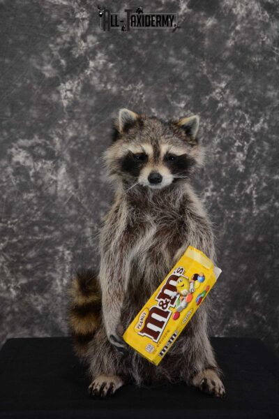 Raccoon with M&M candy life size taxidermy mount for sale SKU 1632