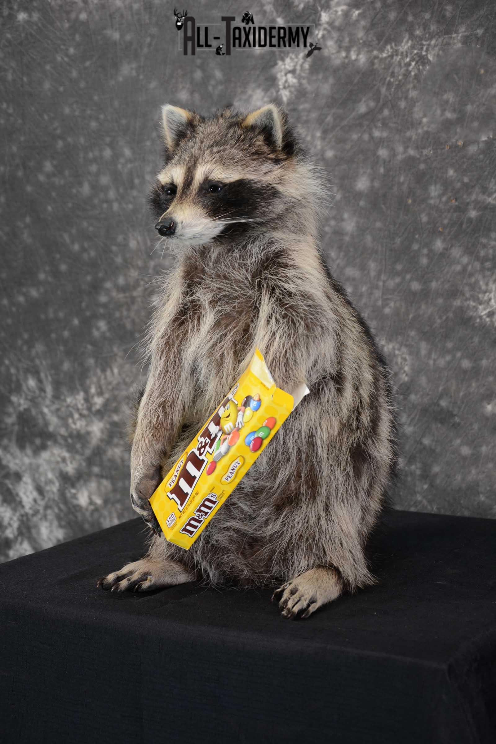 Raccoon with M&M candy life size taxidermy mount for sale SKU 1632 - Image 5