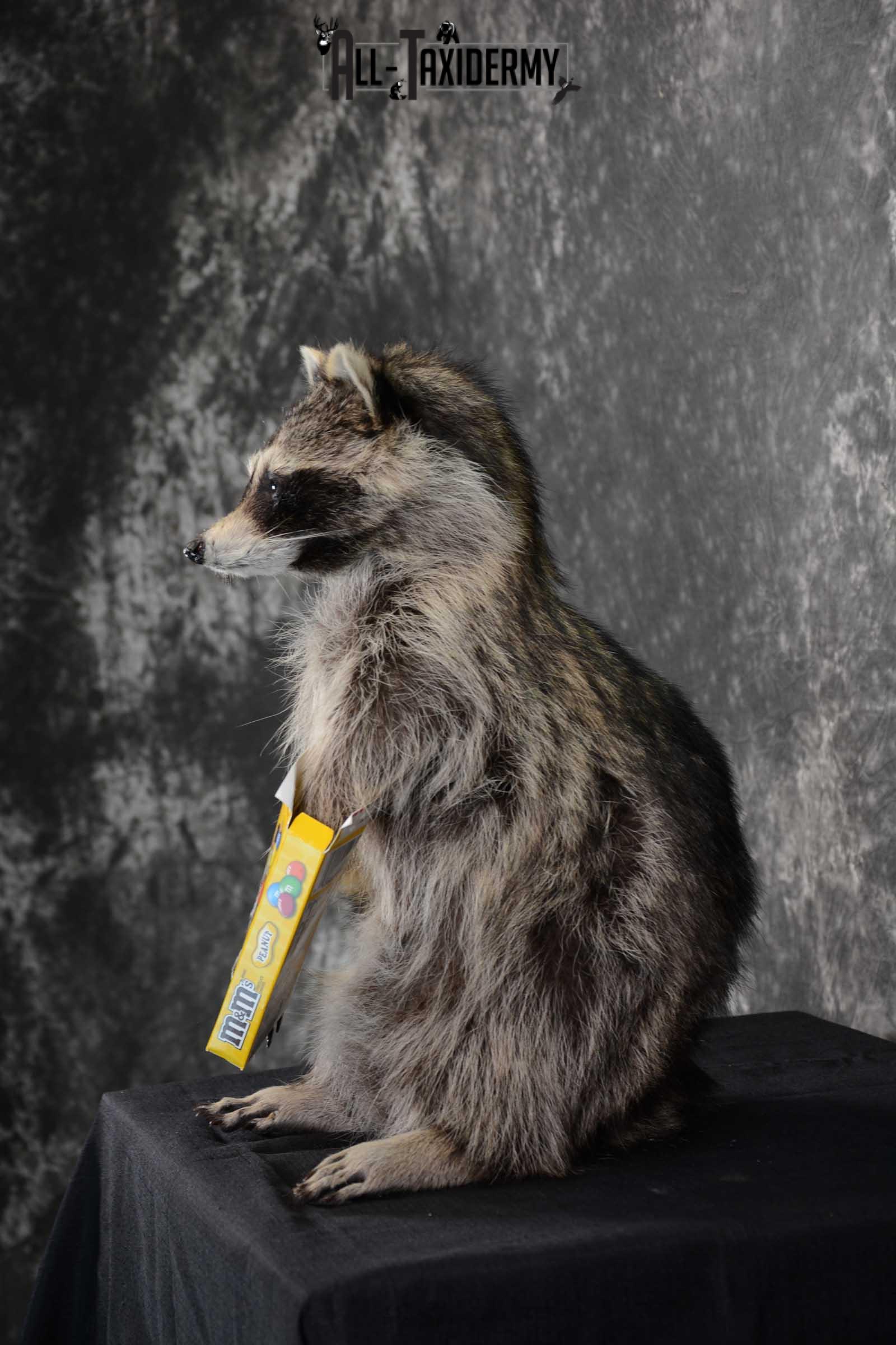 Raccoon with M&M candy life size taxidermy mount for sale SKU 1632 - Image 4