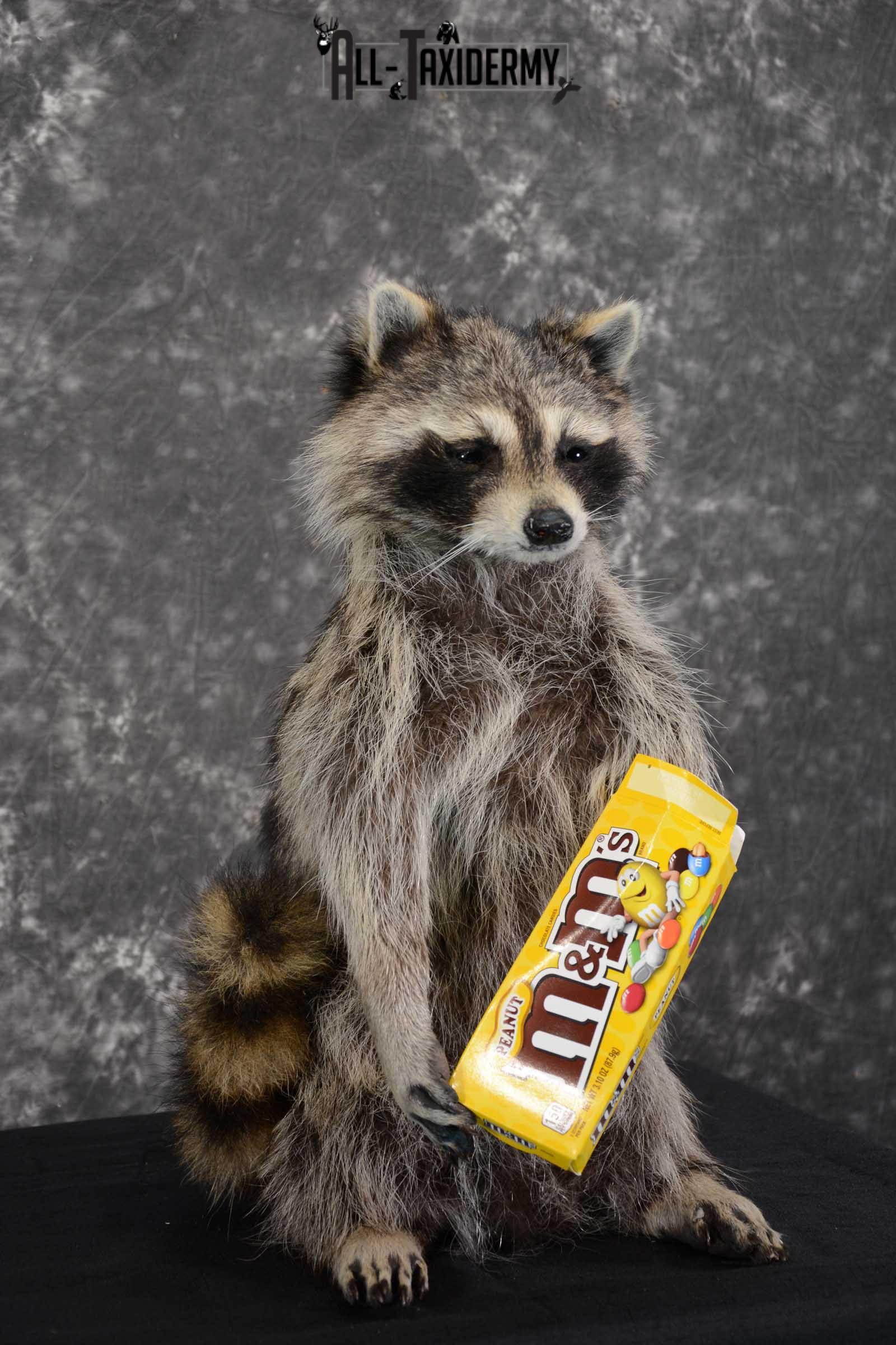 Raccoon with M&M candy life size taxidermy mount for sale SKU 1632 - Image 3
