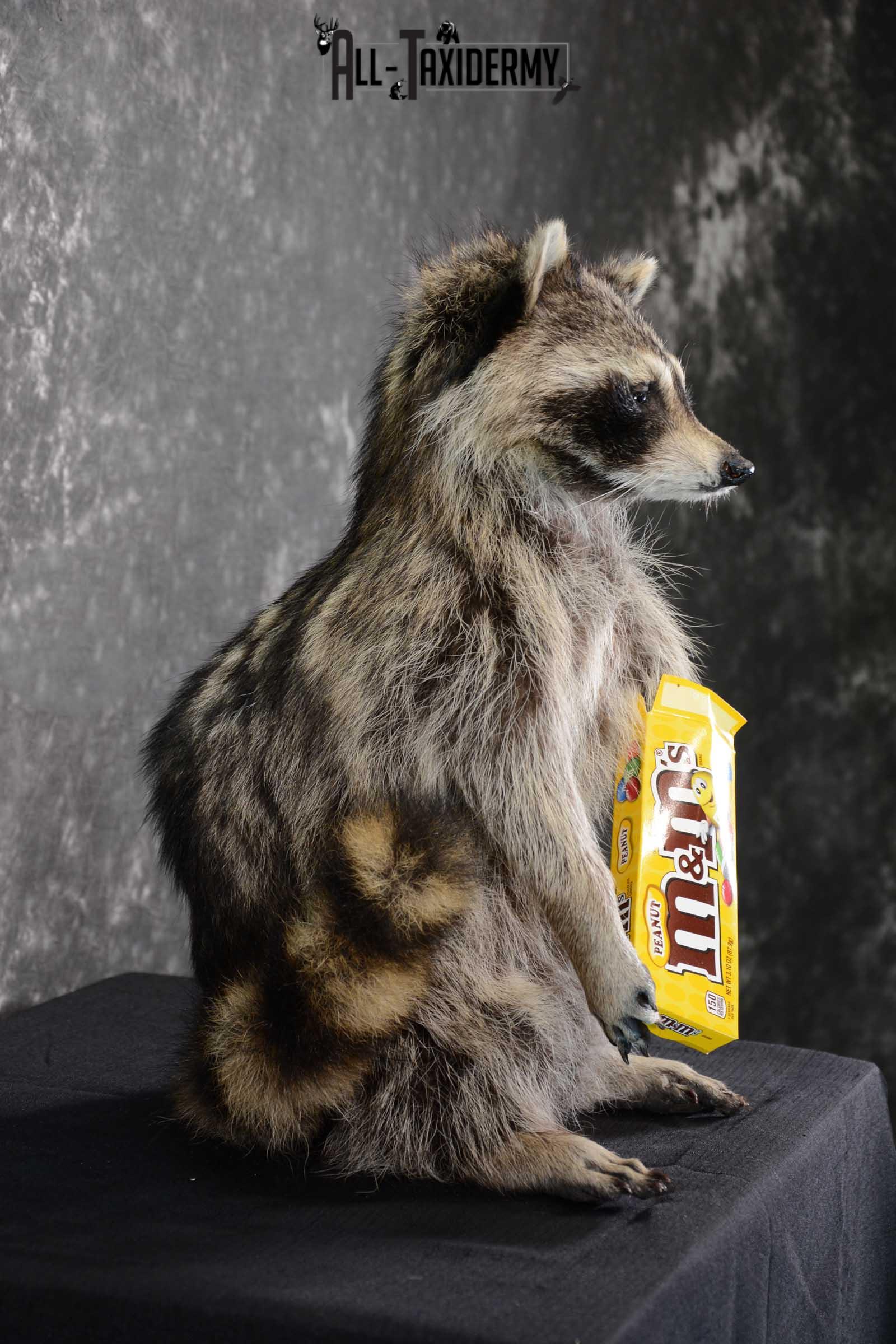 Raccoon with M&M candy life size taxidermy mount for sale SKU 1632 - Image 2