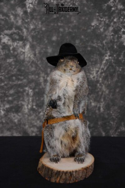 Gray Squirrel taxidermy cowboy novelty for sale SKU 1633