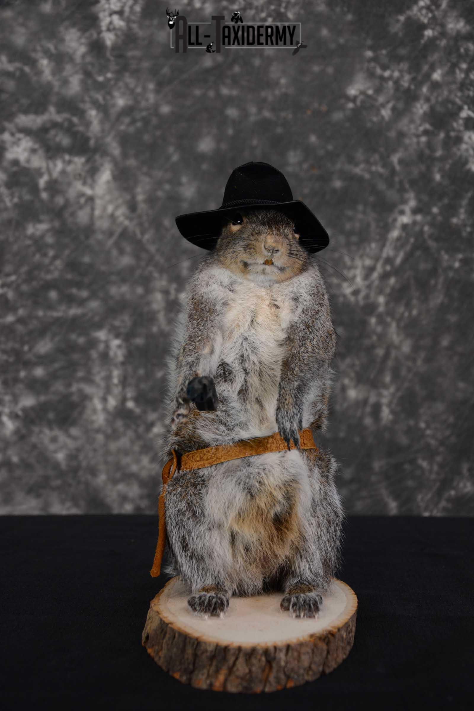 Gray Squirrel taxidermy cowboy novelty for sale SKU 1633