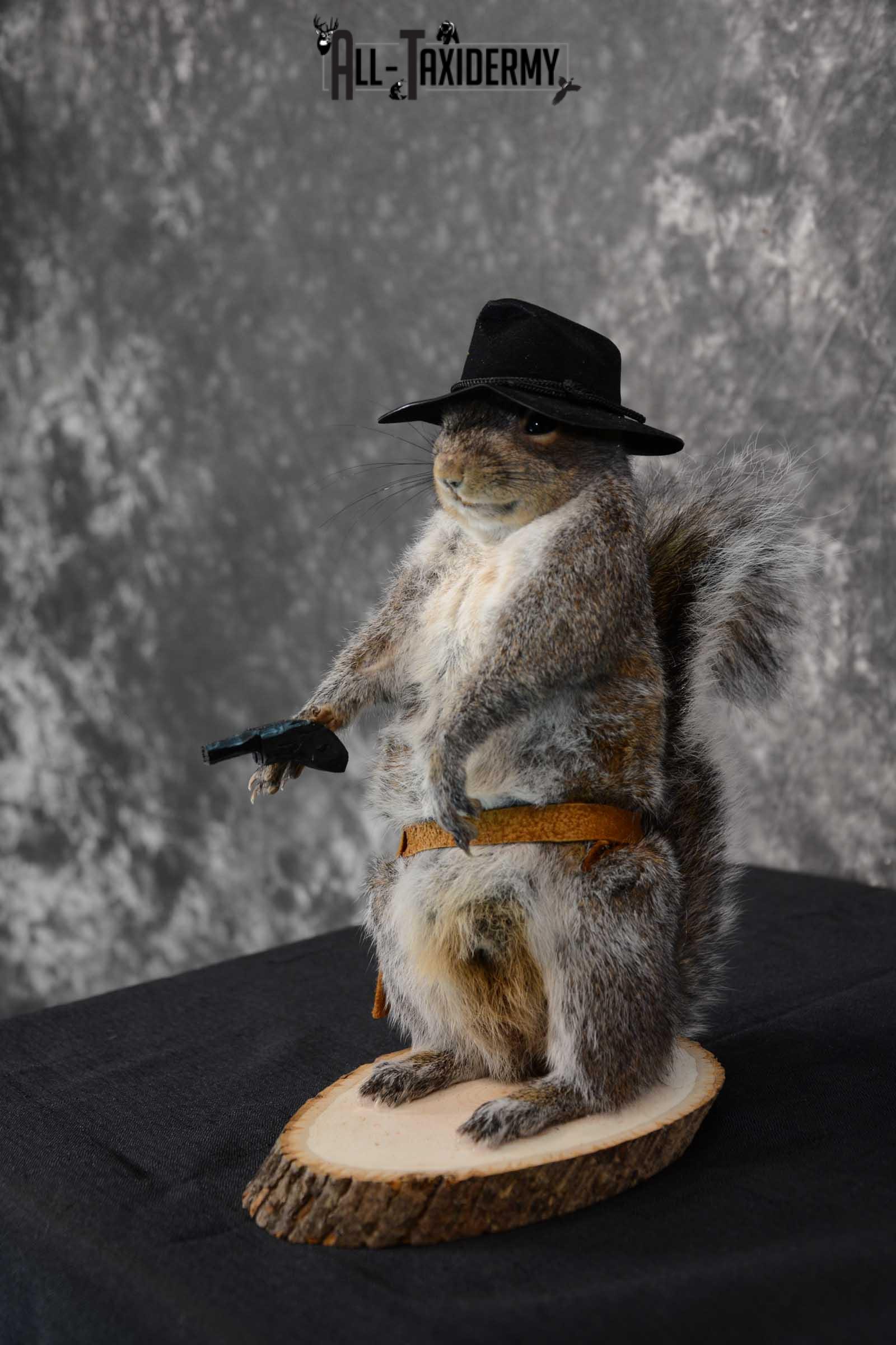 Gray Squirrel taxidermy cowboy novelty for sale SKU 1633 - Image 5