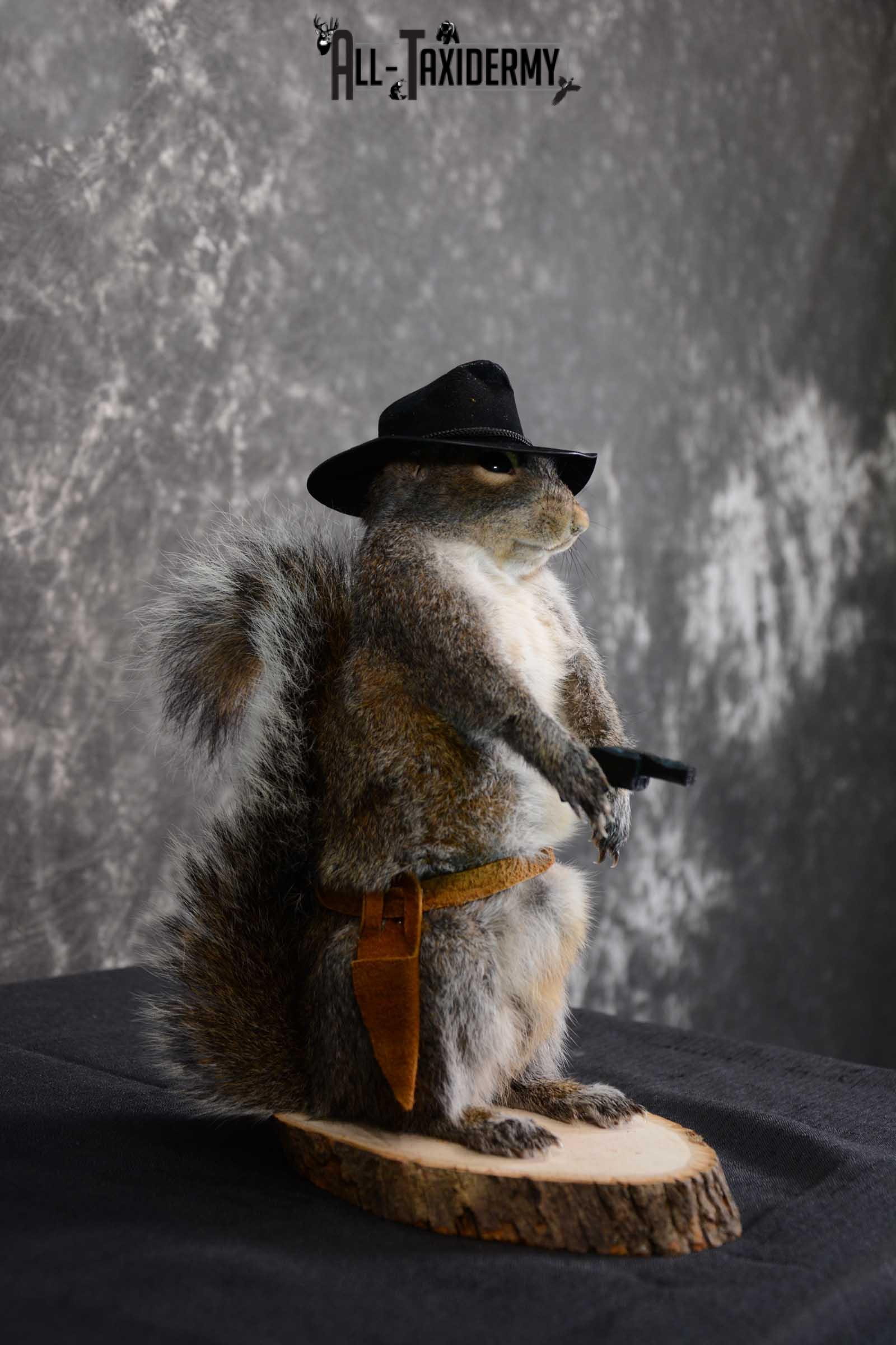Gray Squirrel taxidermy cowboy novelty for sale SKU 1633 - Image 4