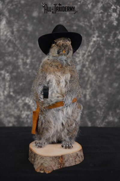 Gray Squirrel taxidermy cowboy novelty for sale SKU 1634