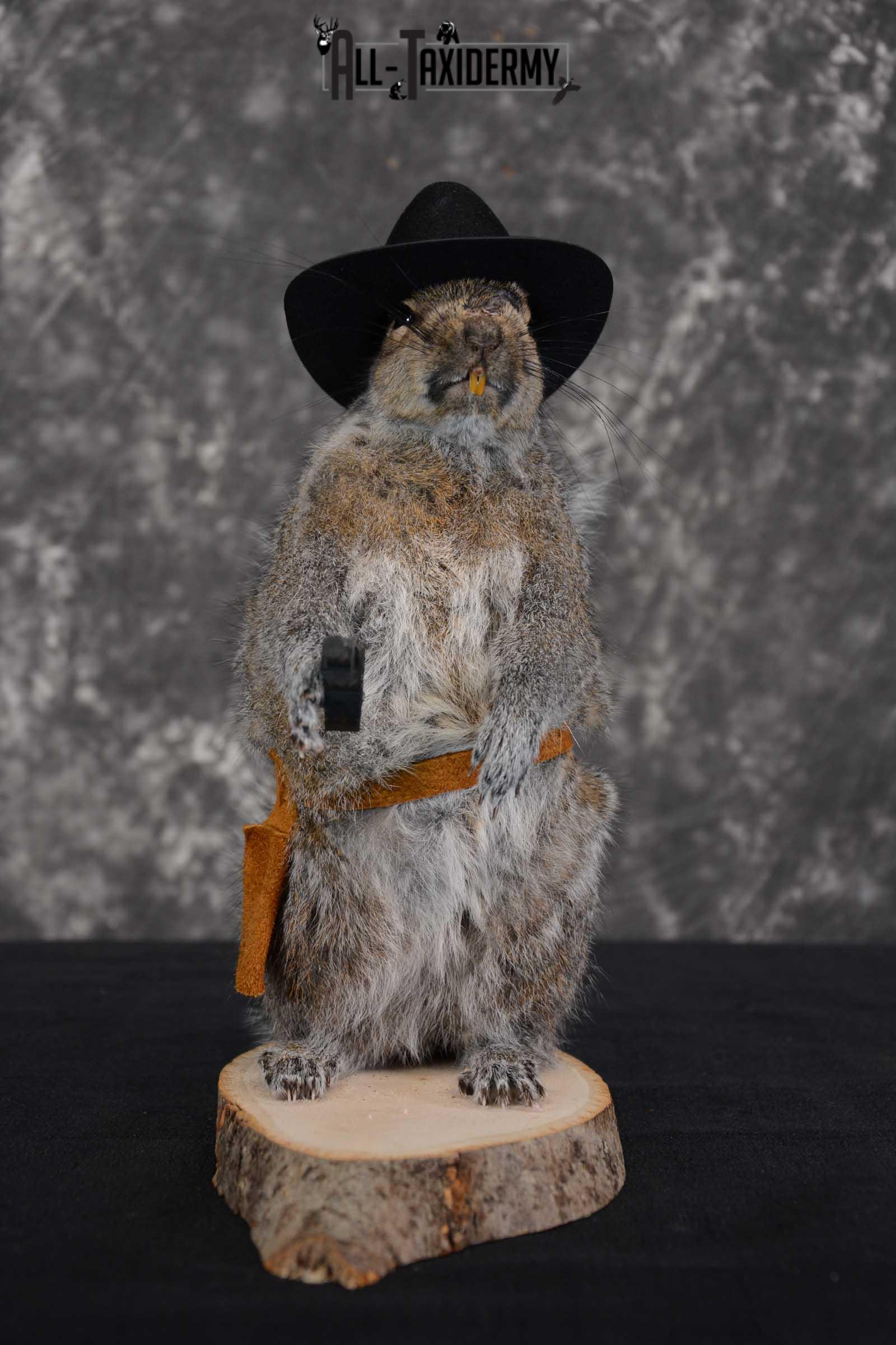Gray Squirrel taxidermy cowboy novelty for sale SKU 1634