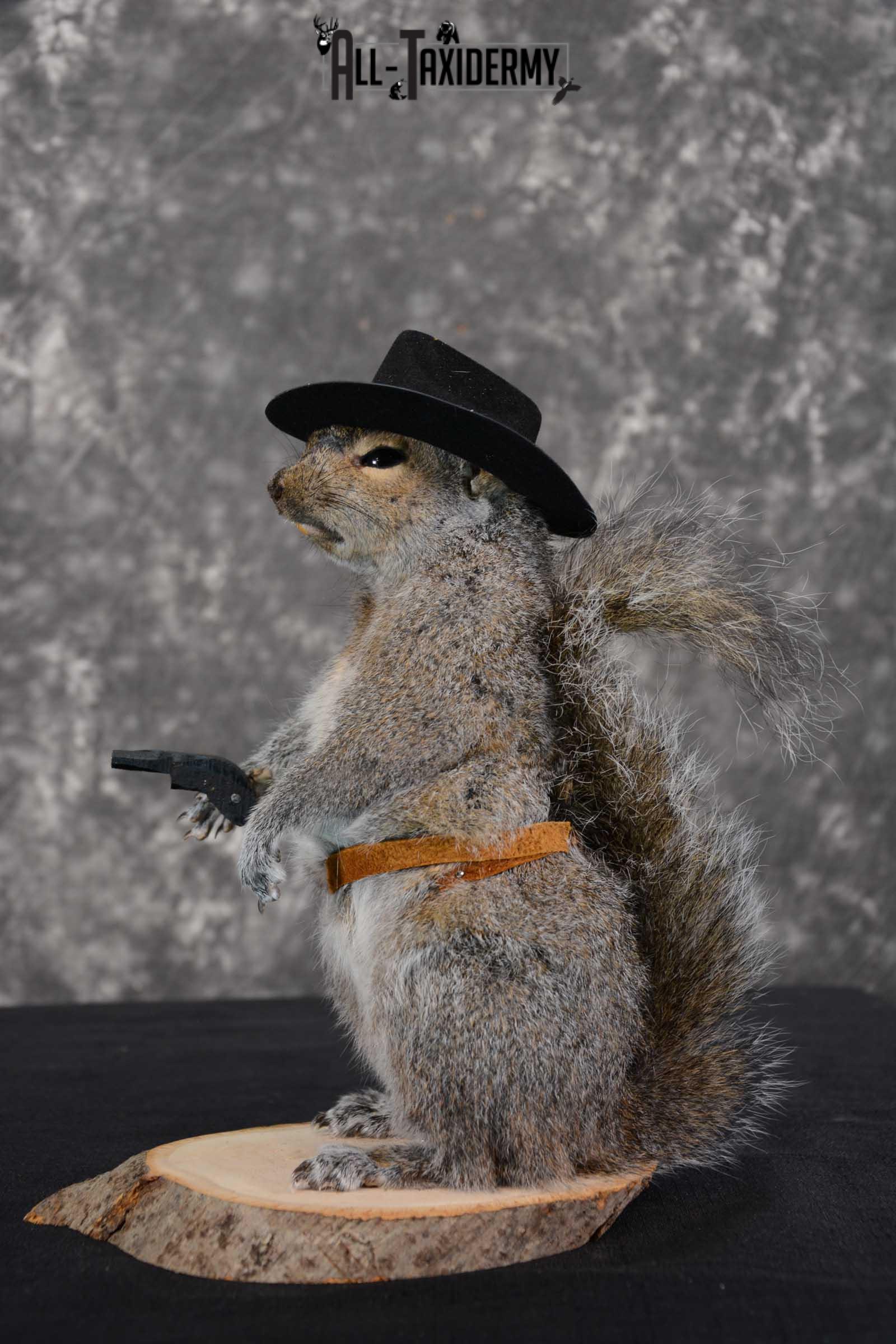 Gray Squirrel taxidermy cowboy novelty for sale SKU 1634 - Image 3
