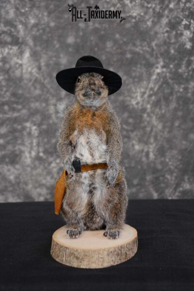Gray Squirrel taxidermy cowboy novelty for sale SKU 1635