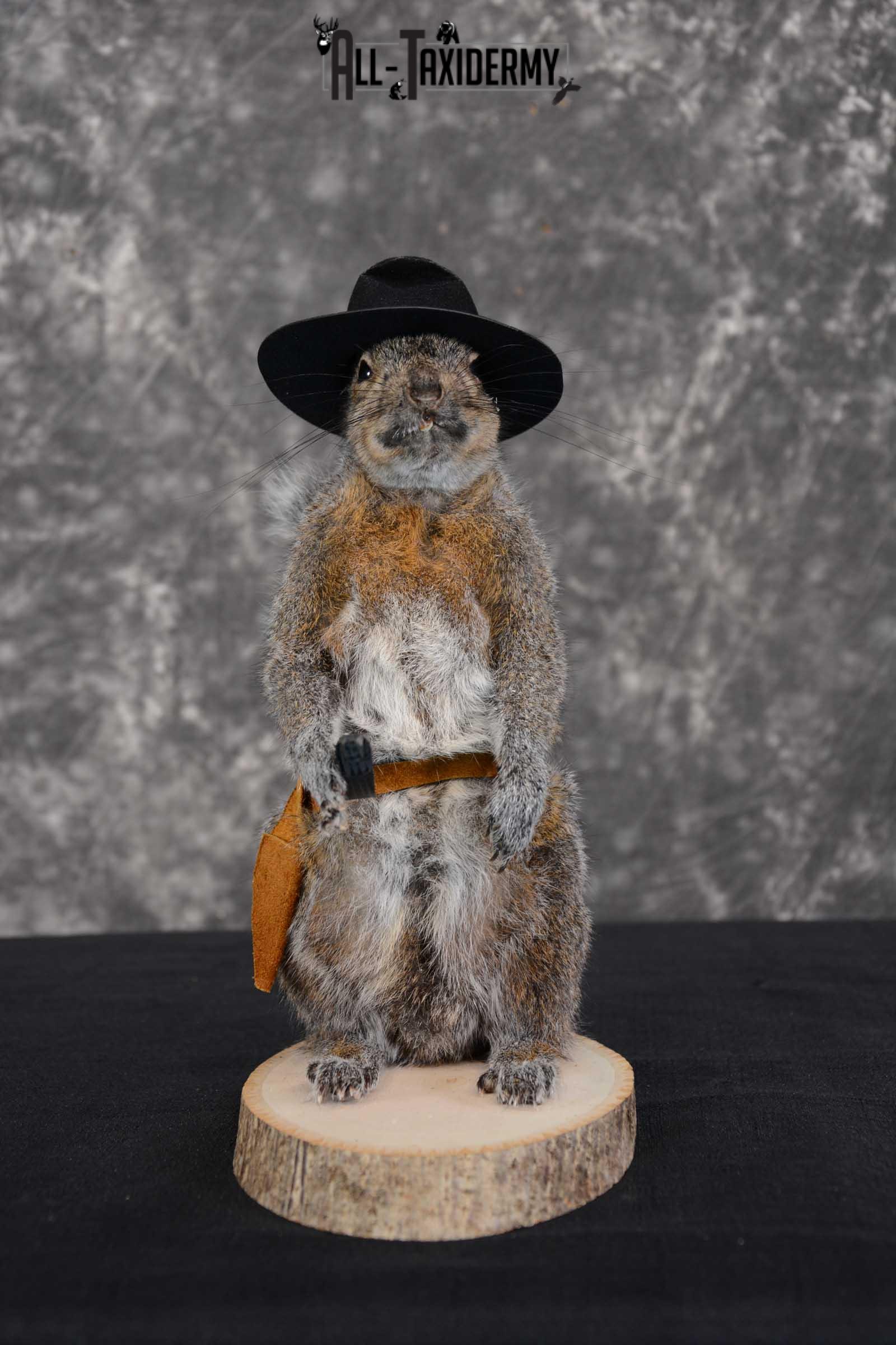 Gray Squirrel taxidermy cowboy novelty for sale SKU 1635